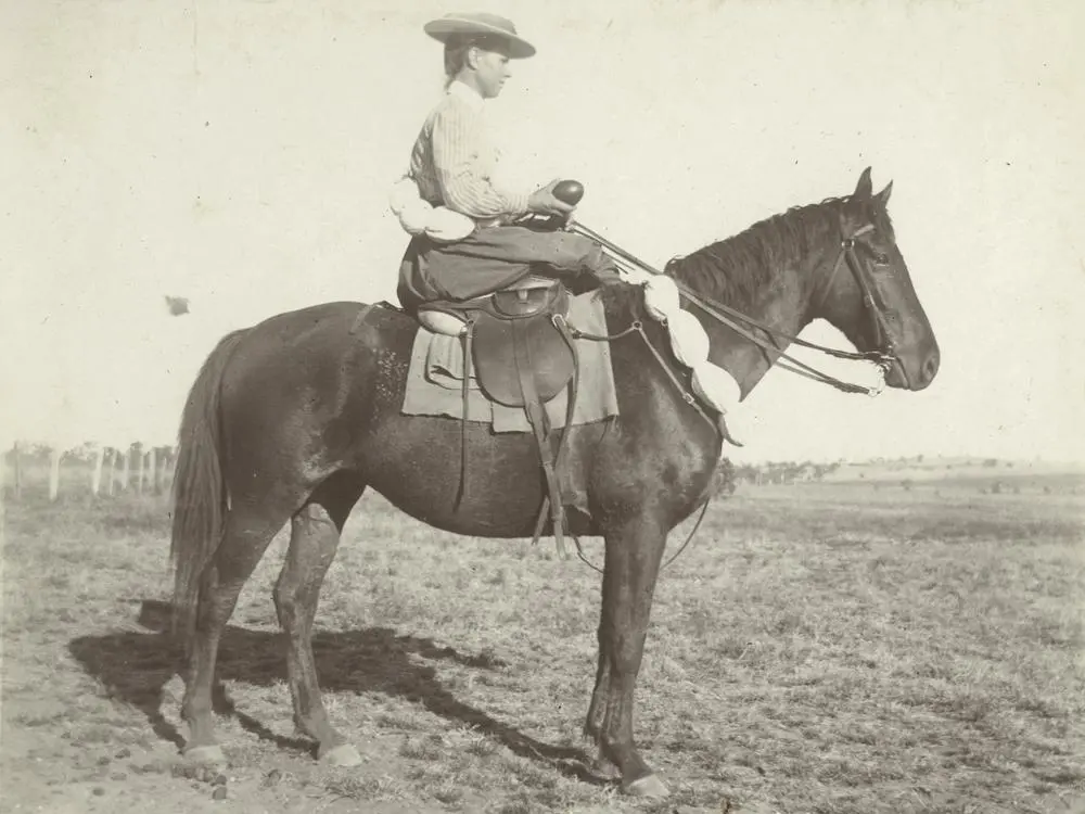 Australian Stock Horse