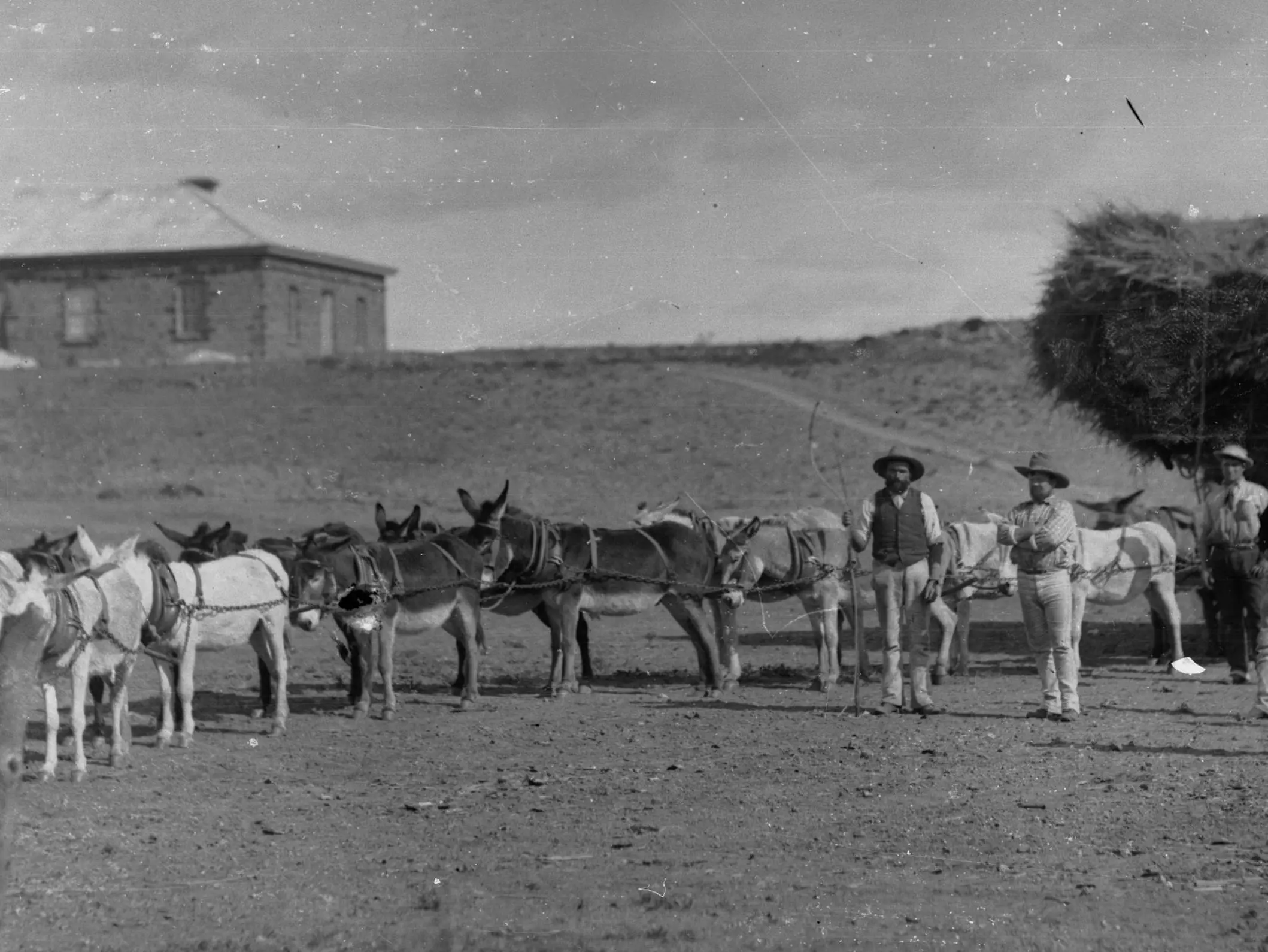 Australian Teamster Donkey