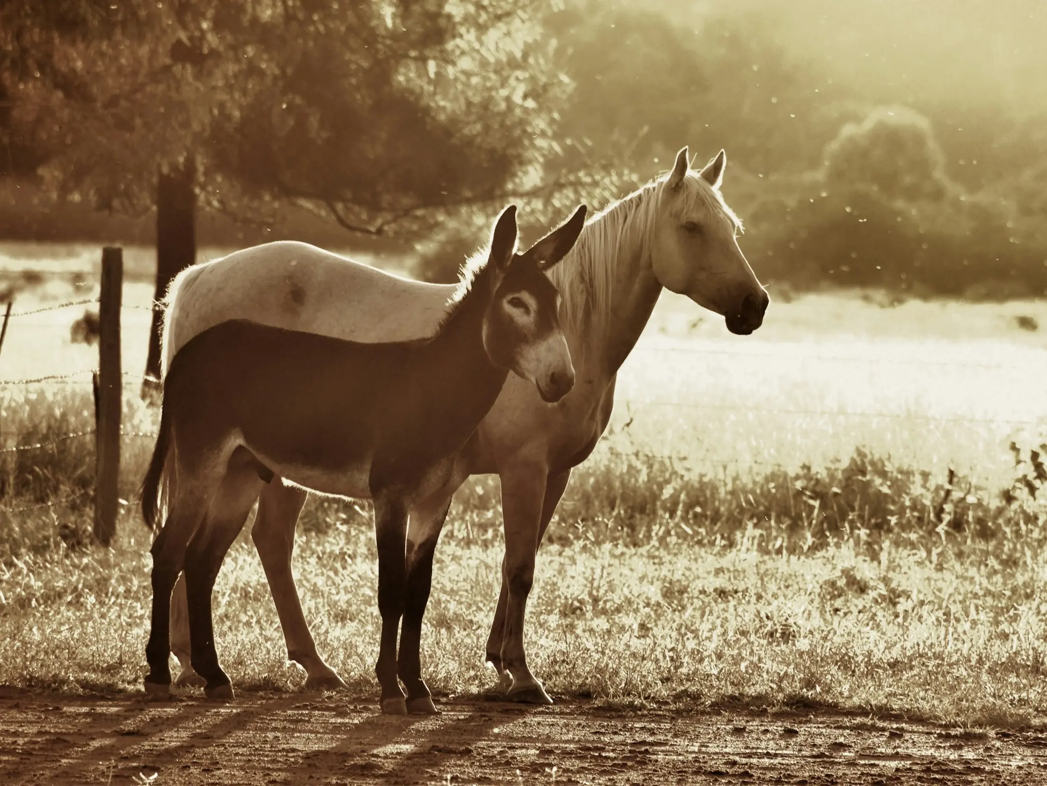 Australian Teamster Donkey