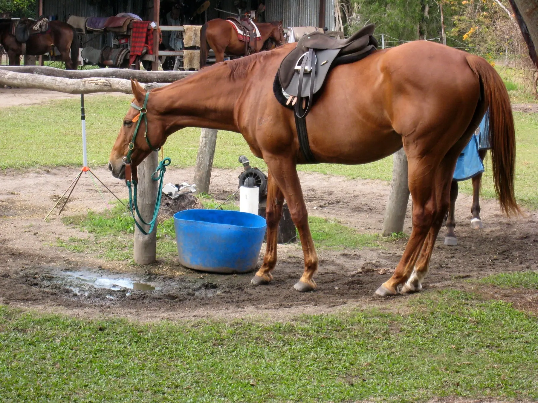 Australian Warmblood Horse