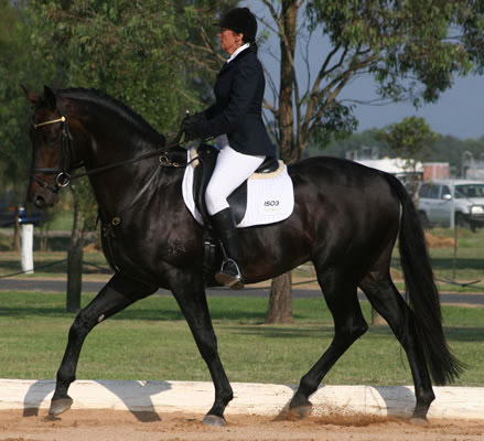 Australian Warmblood Horse