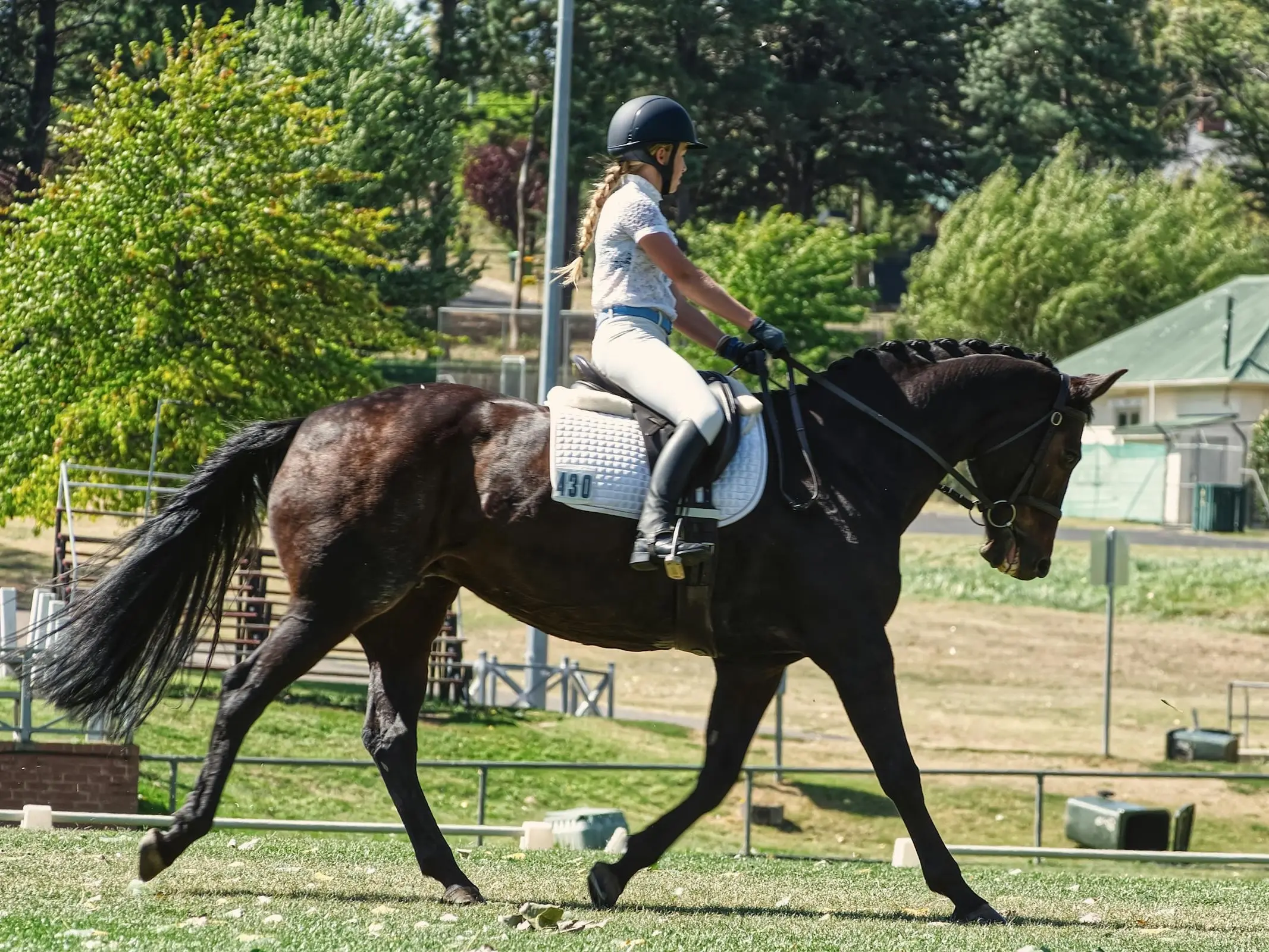 Australian Warmblood