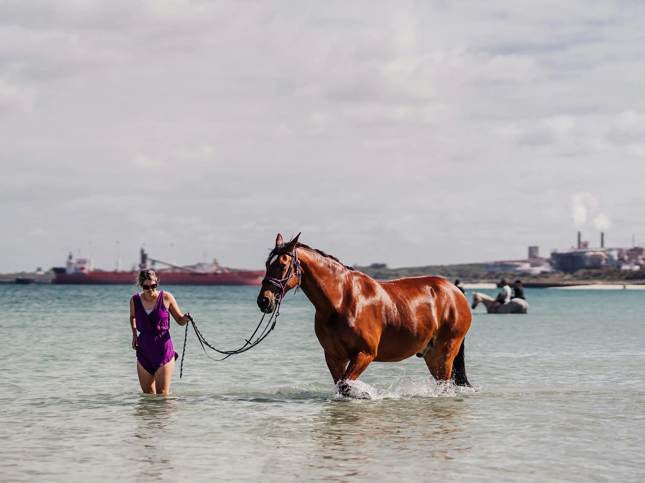 Australian Warmblood