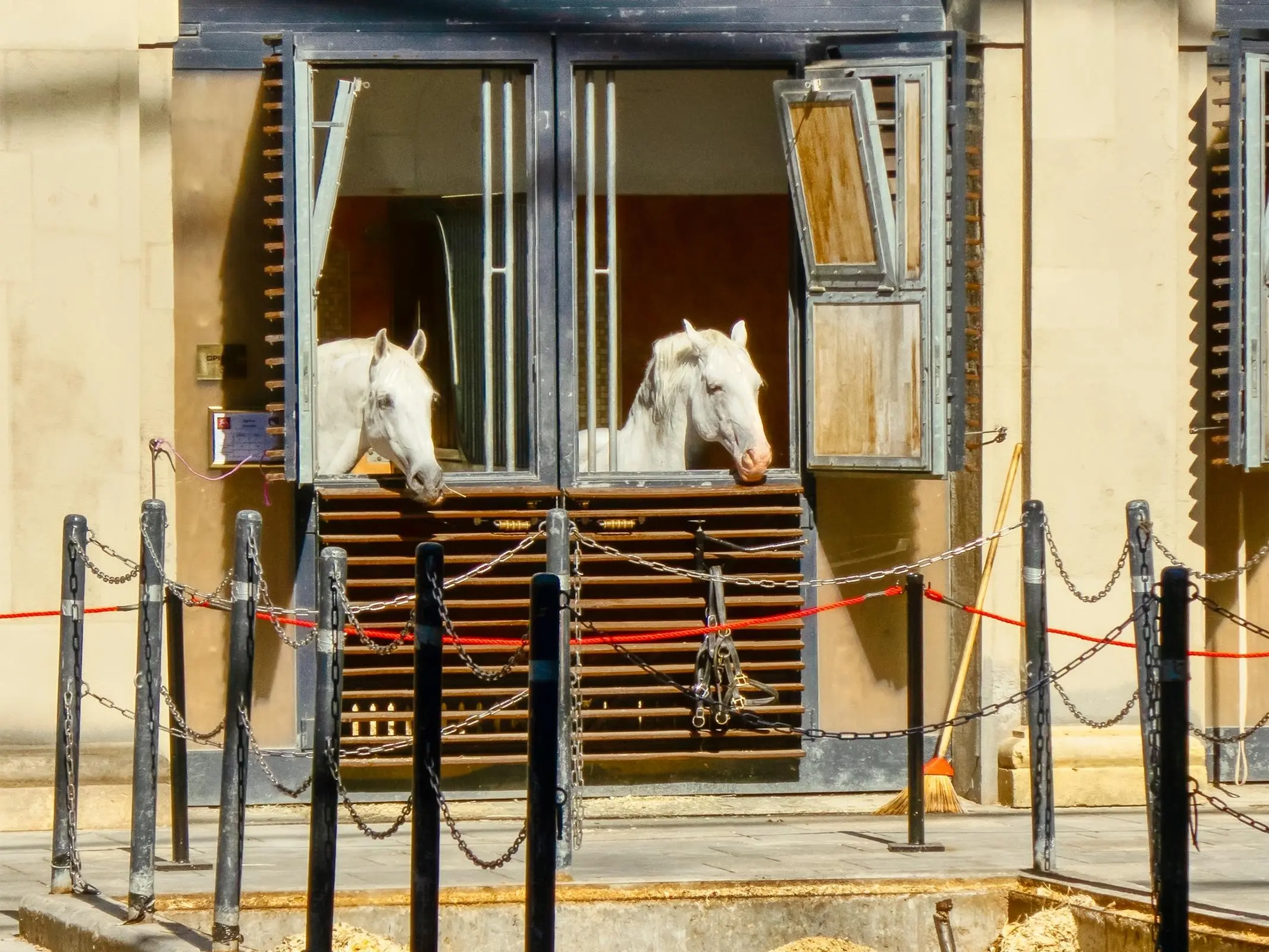 Horse in Austria