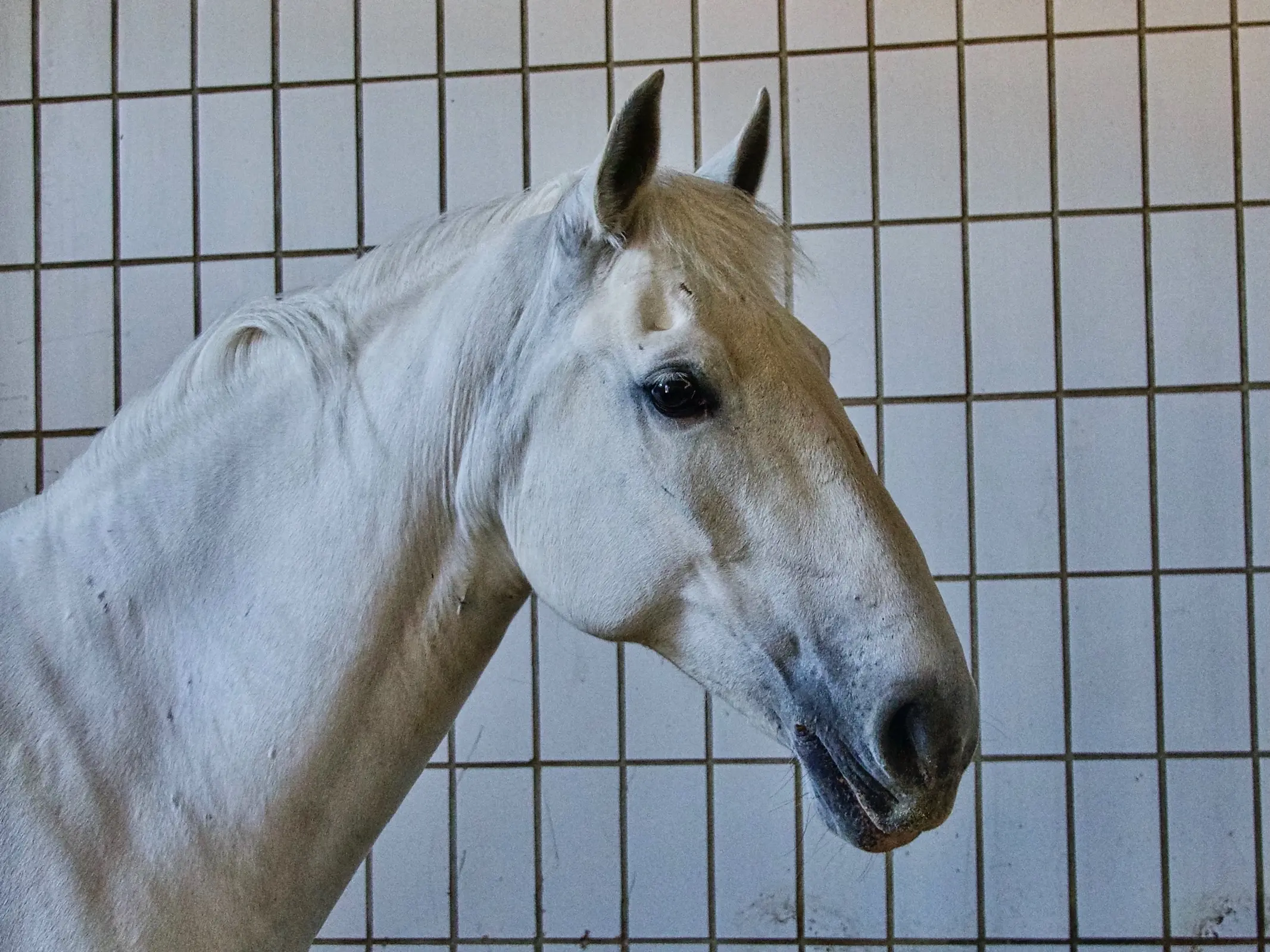 Horse in Austria