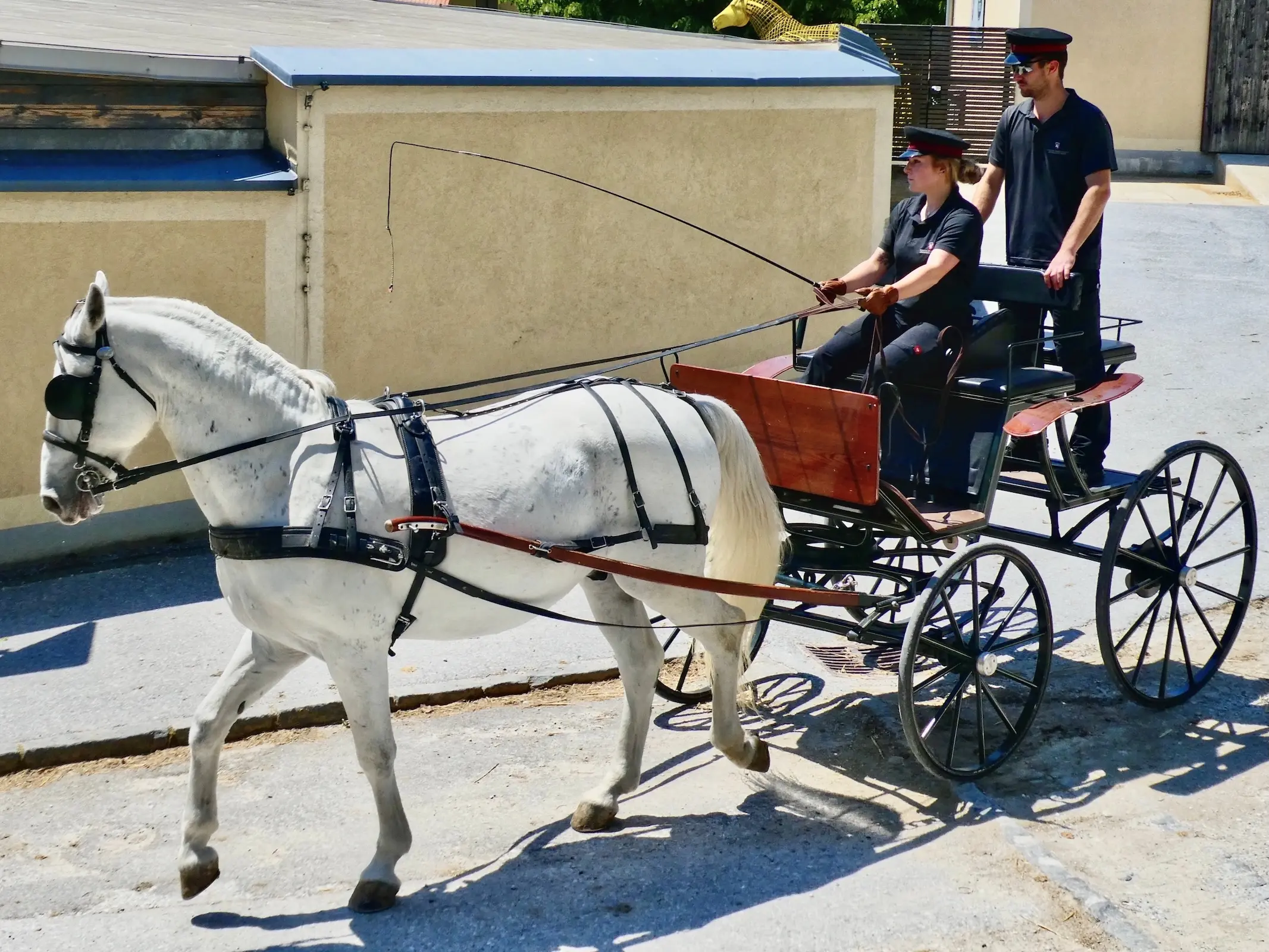 Horse in Austria