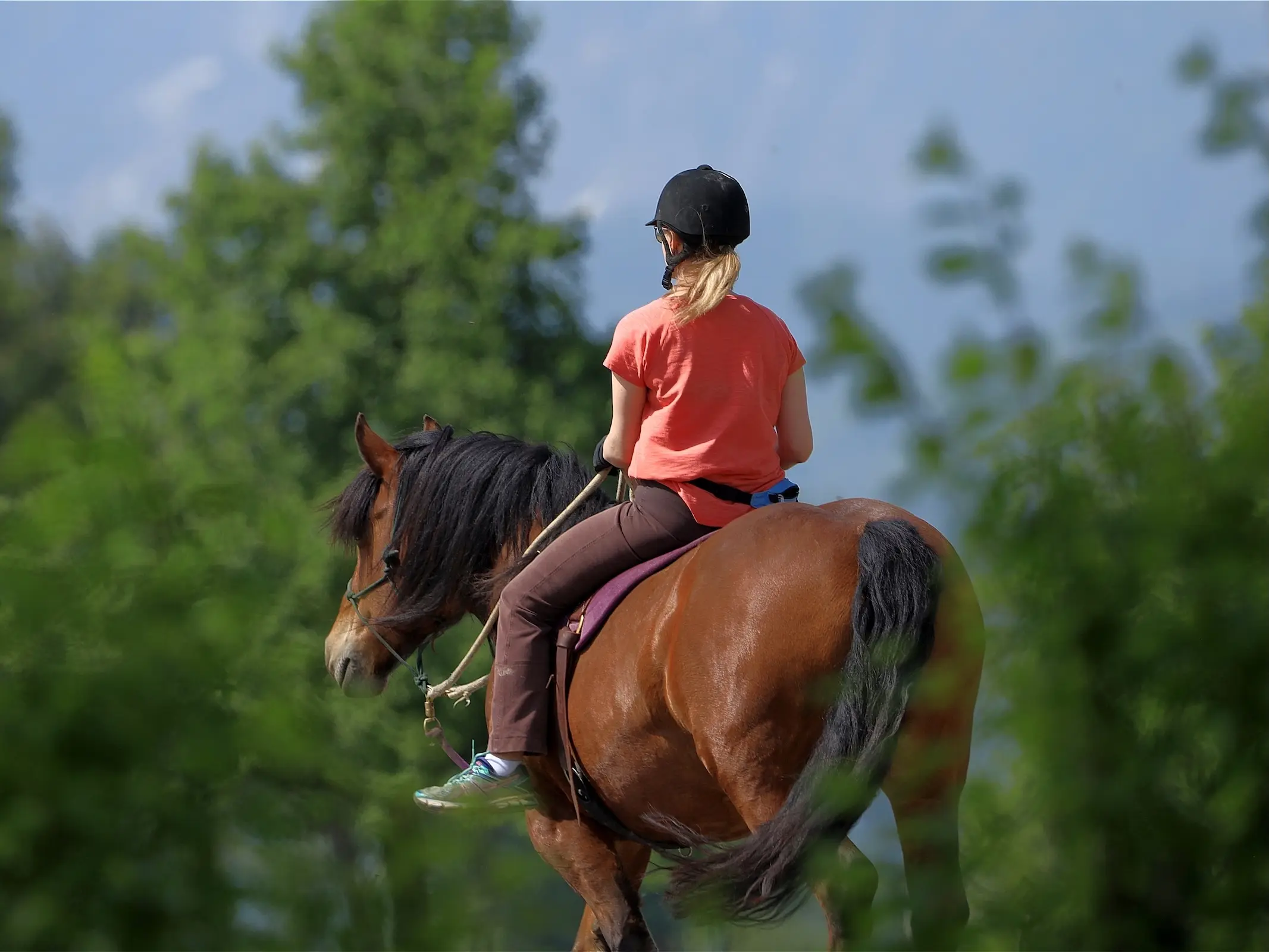 Horse in Austria