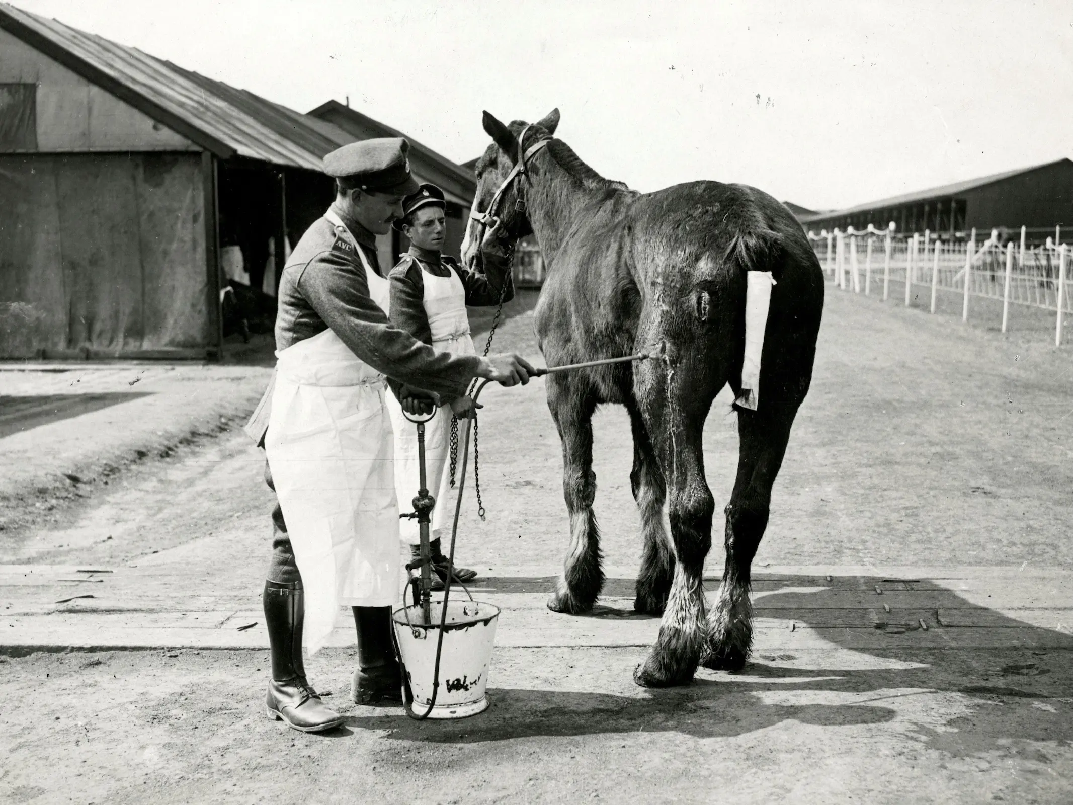 Horse in Austria