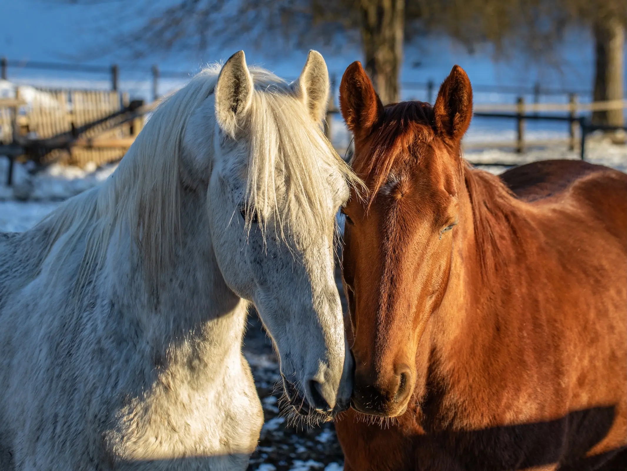 Horse in Austria