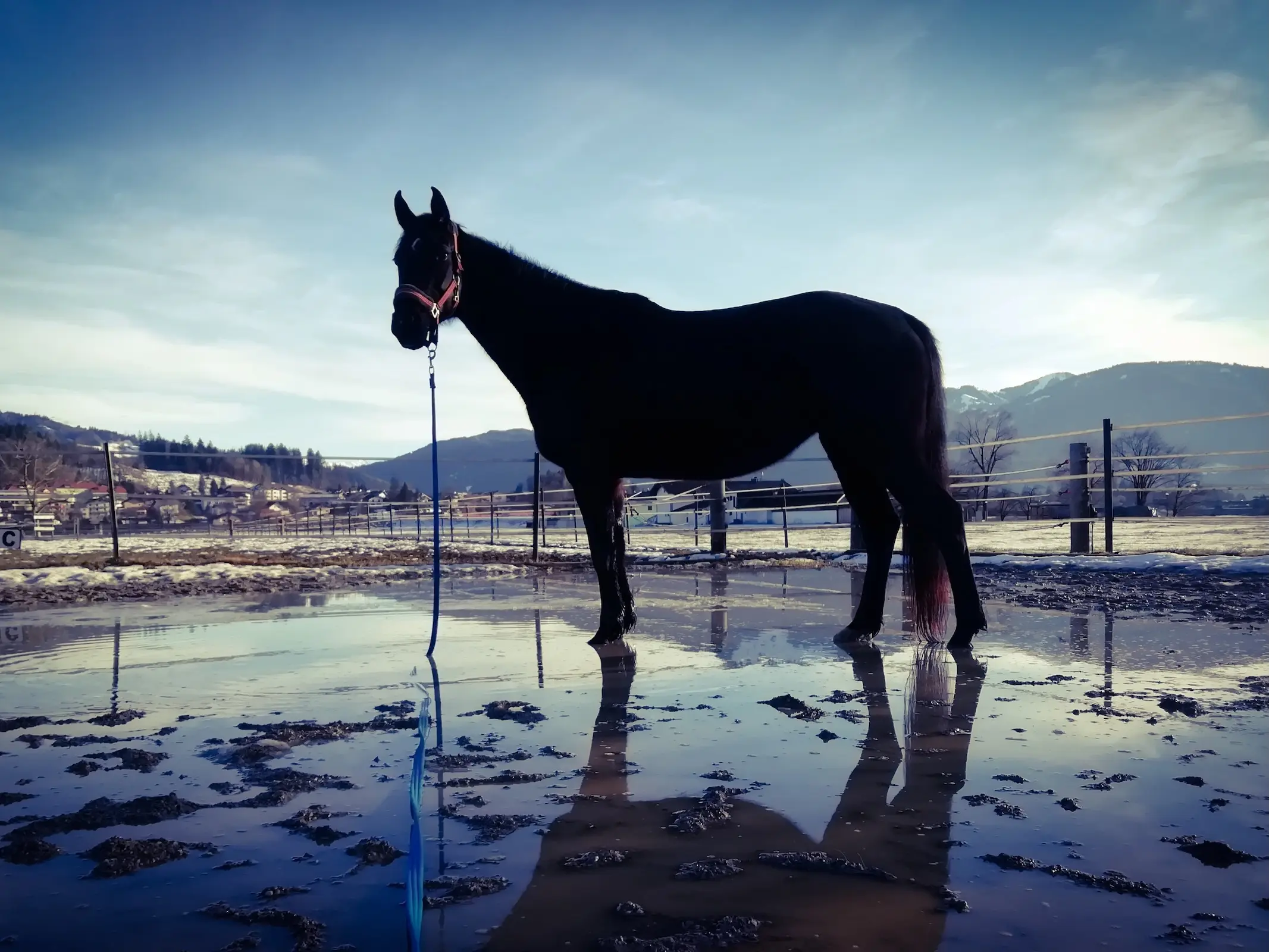 Horse in Austria