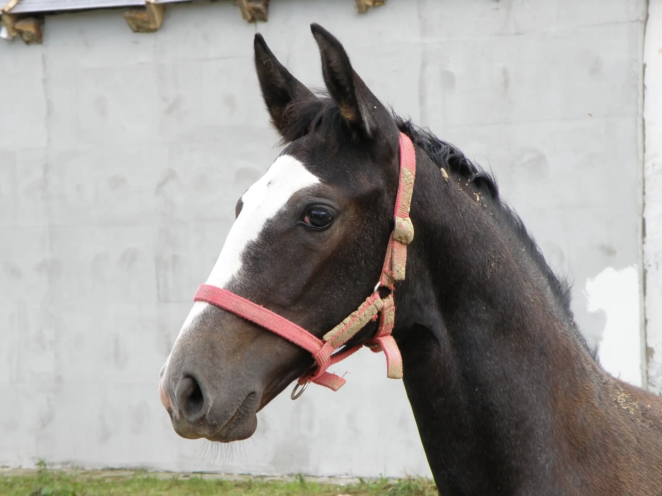 Horse in Austria