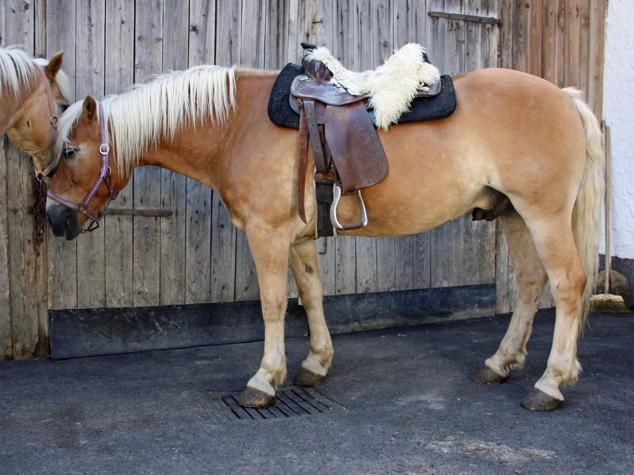 Horse in Austria