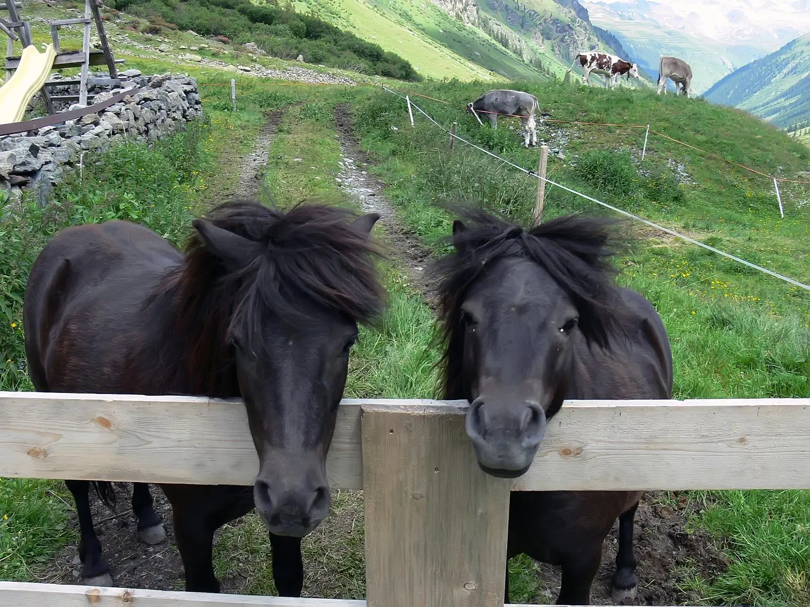 Horse in Austria