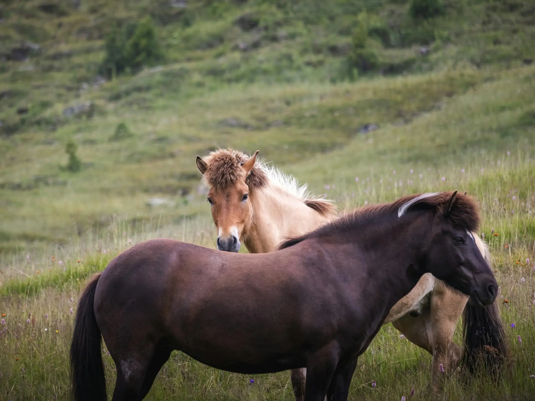 Horse in Austria