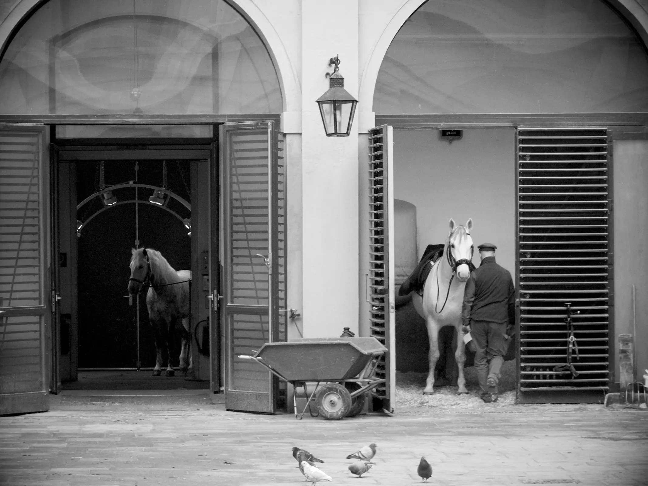 Horse in Austria