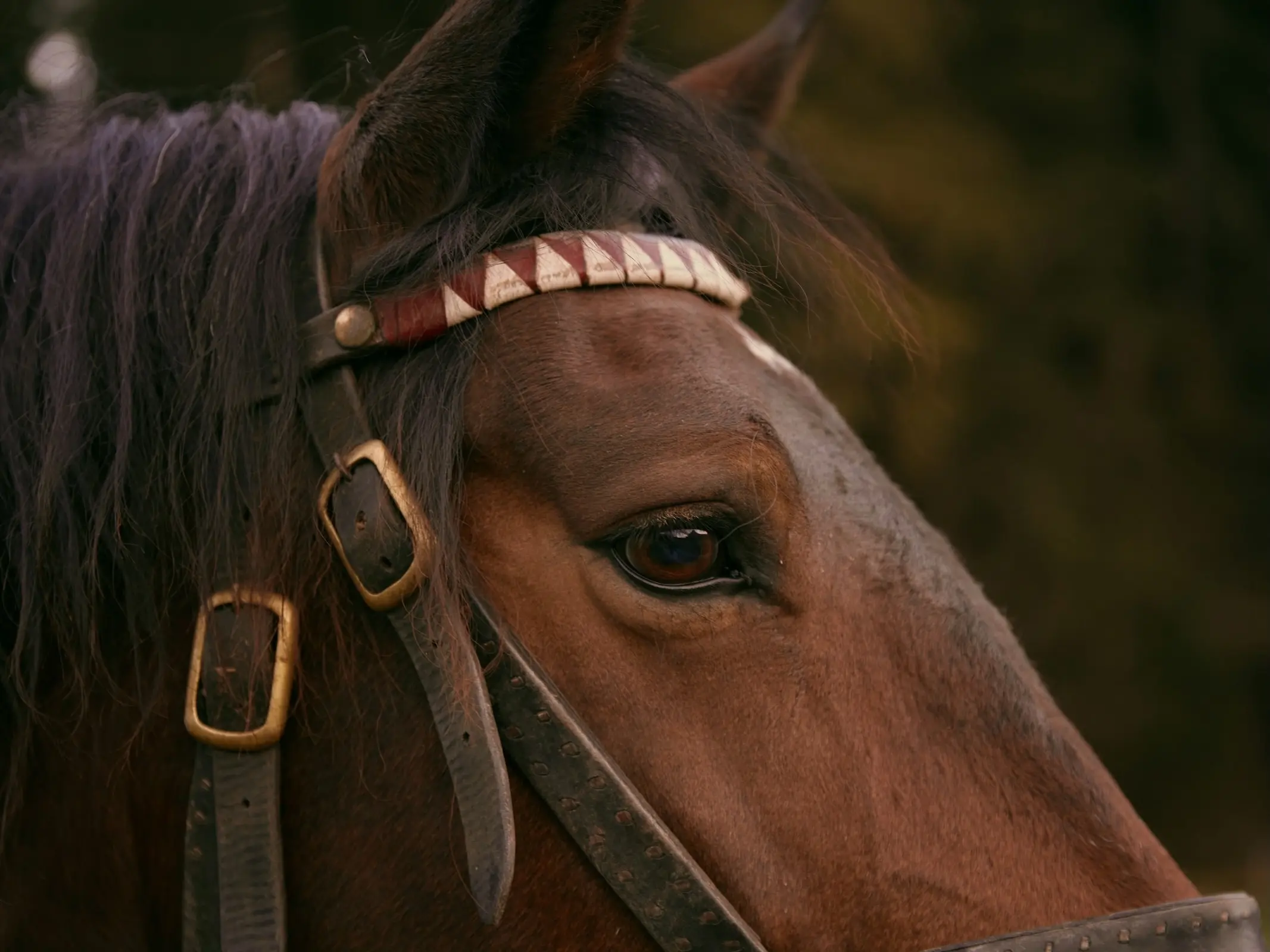 Horse in Austria