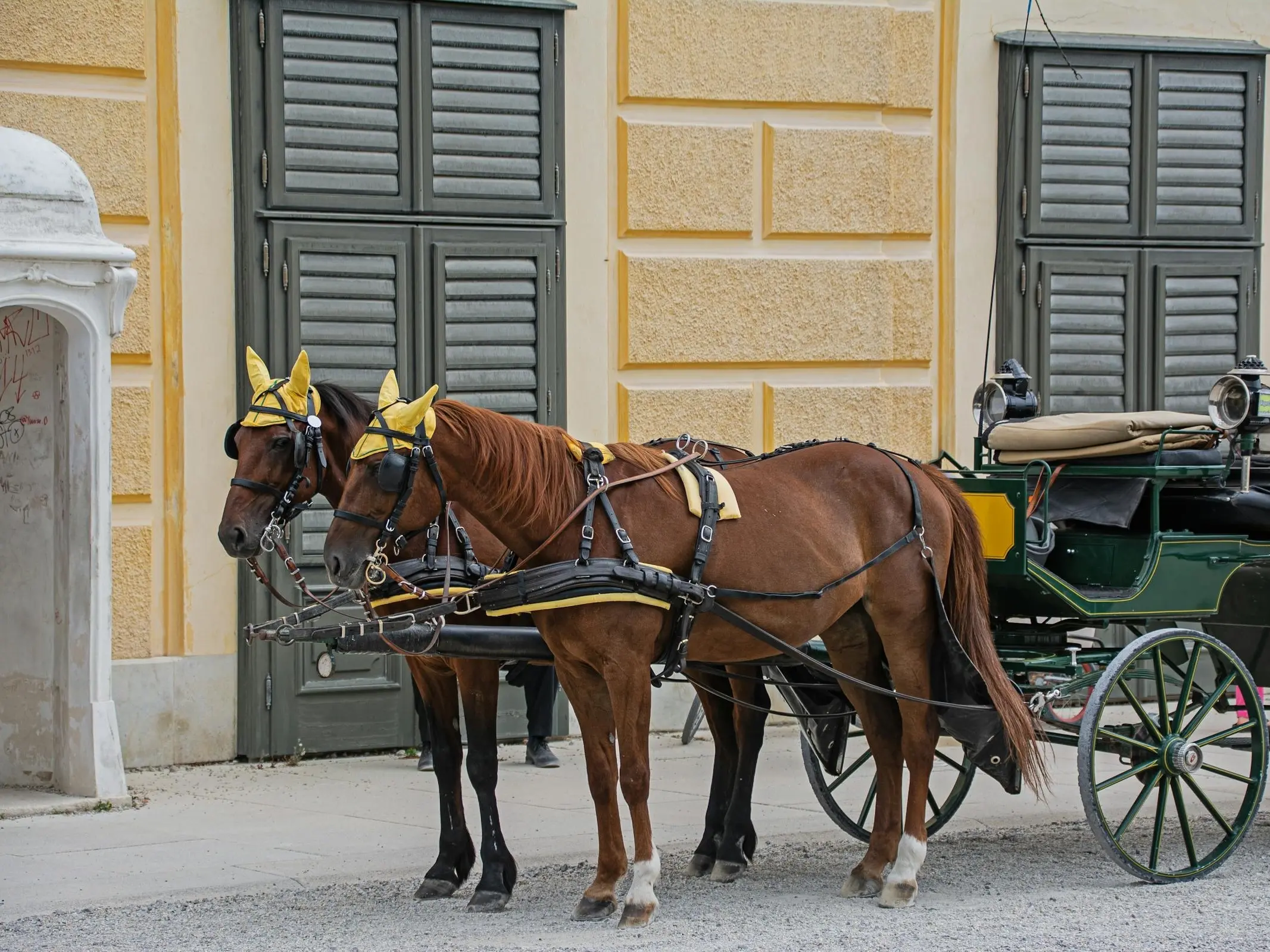 Horse in Austria