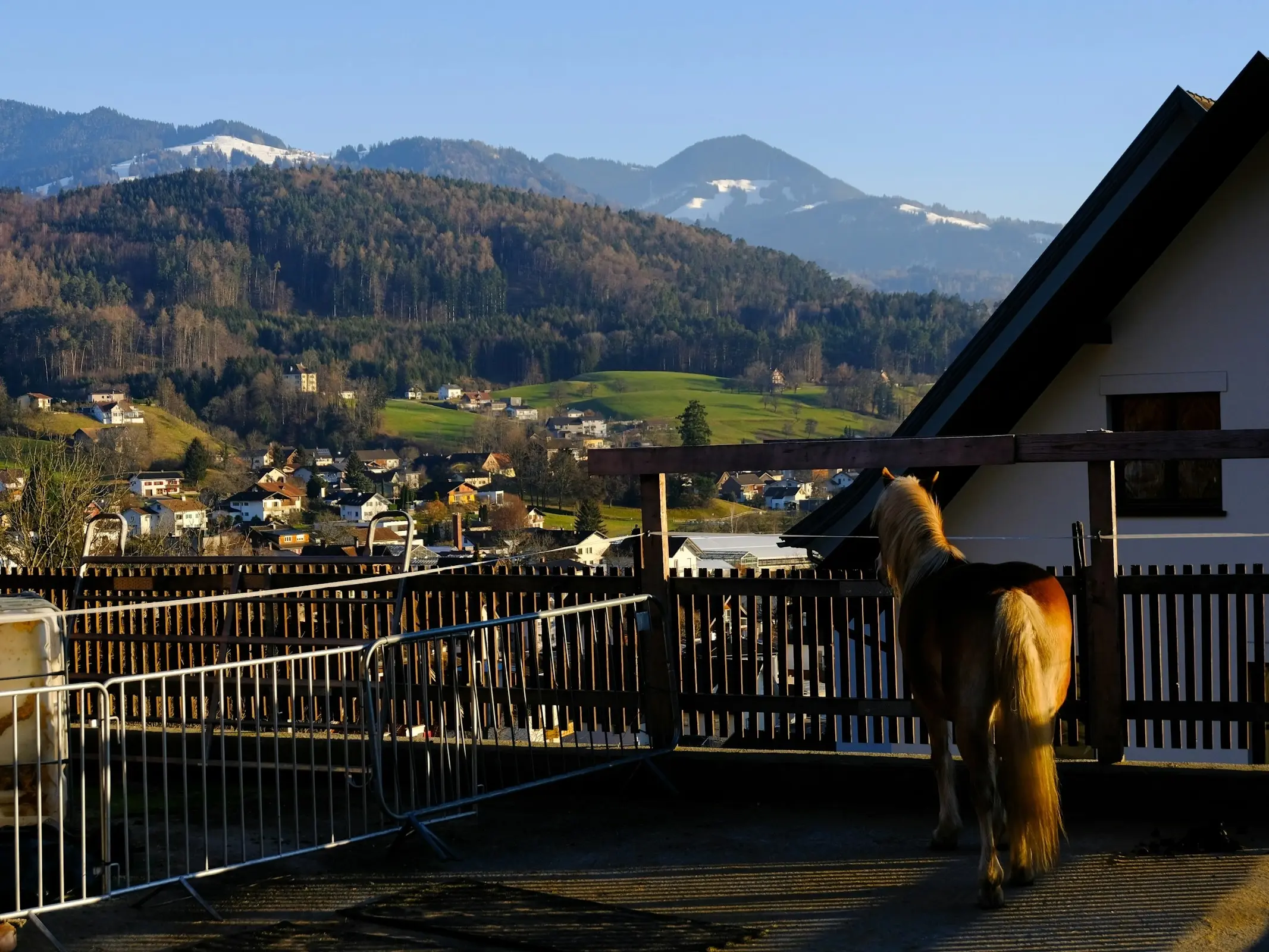 Horse in Austria