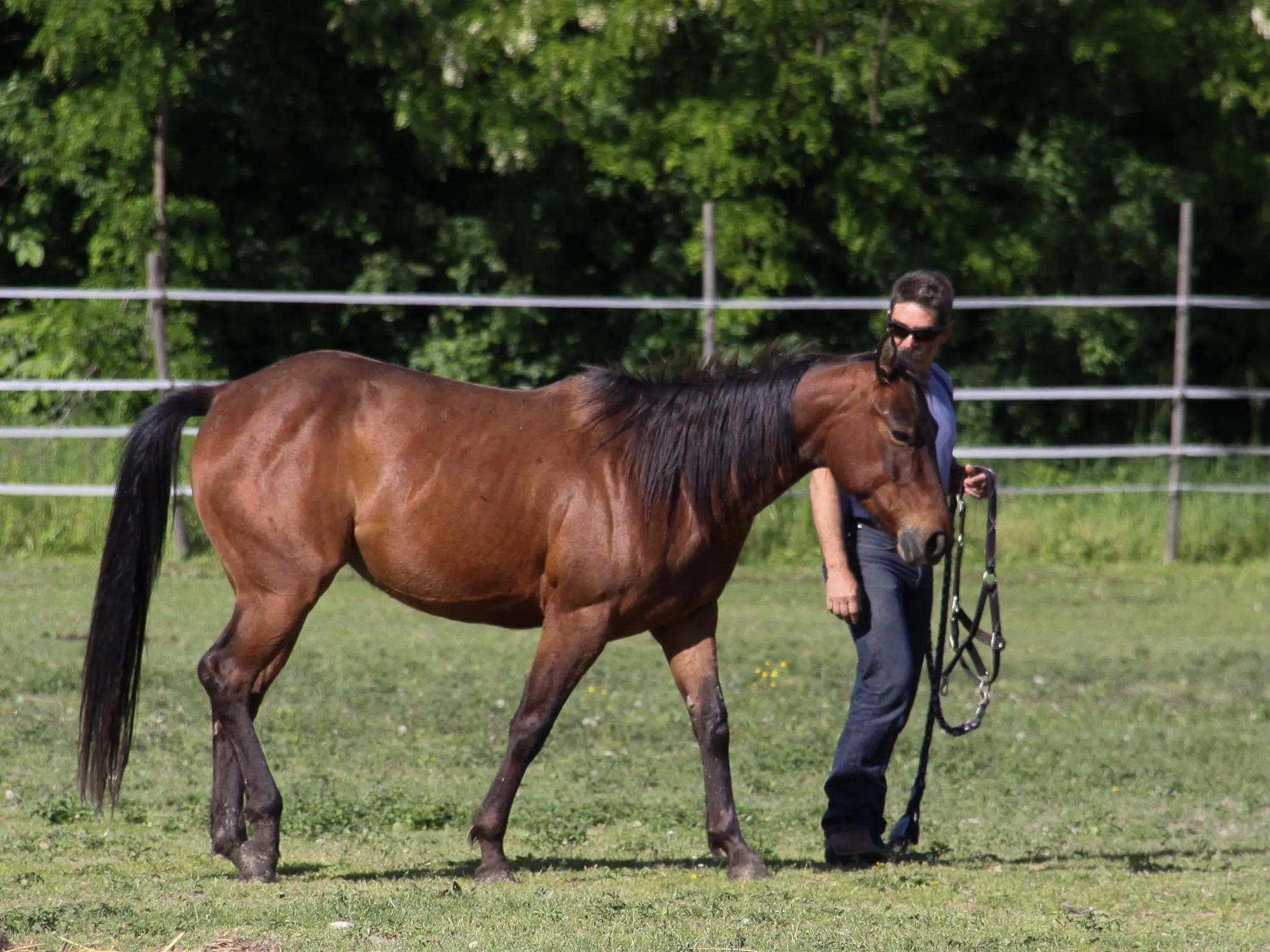 Horse in Austria