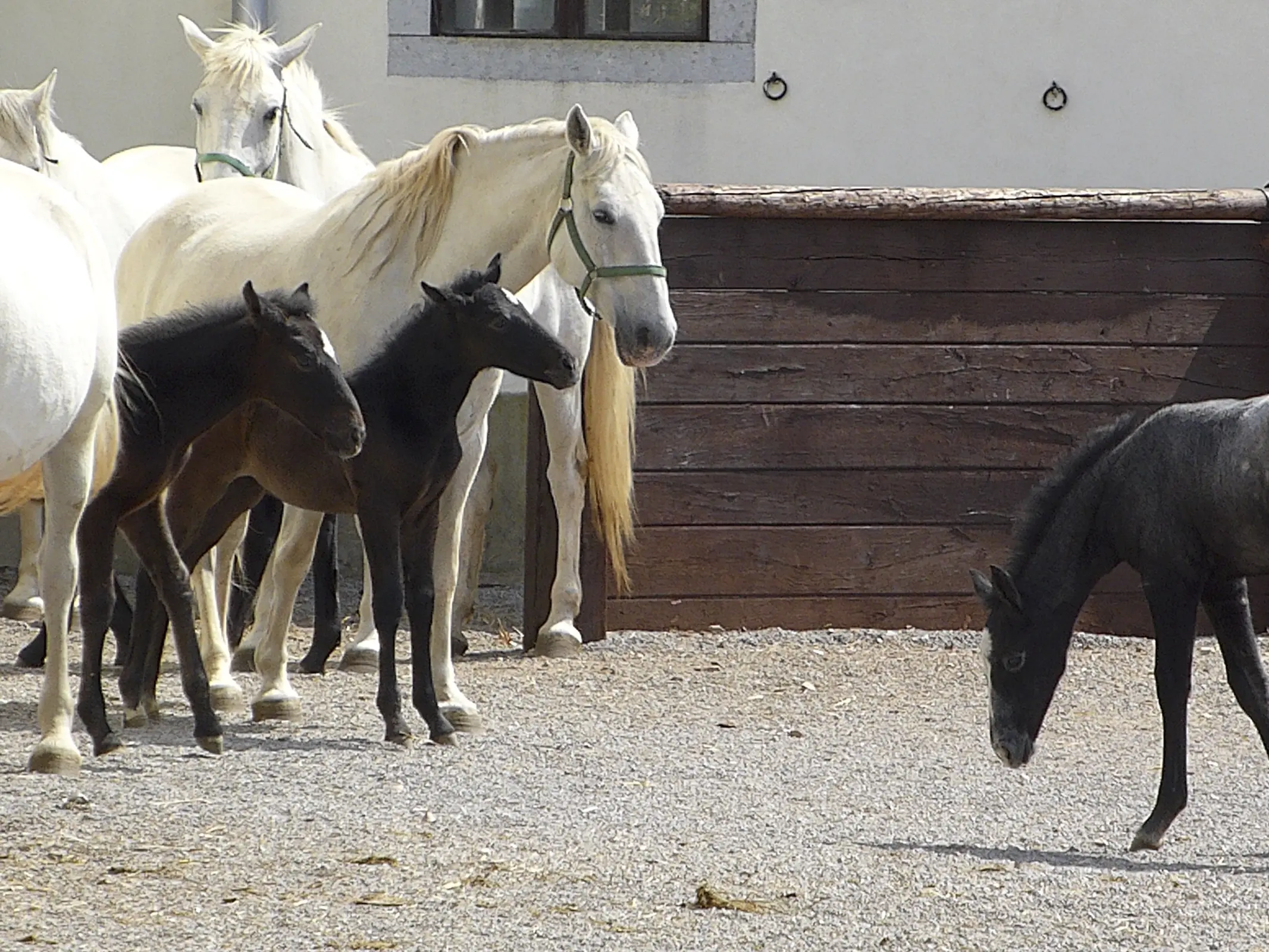 Horse in Austria