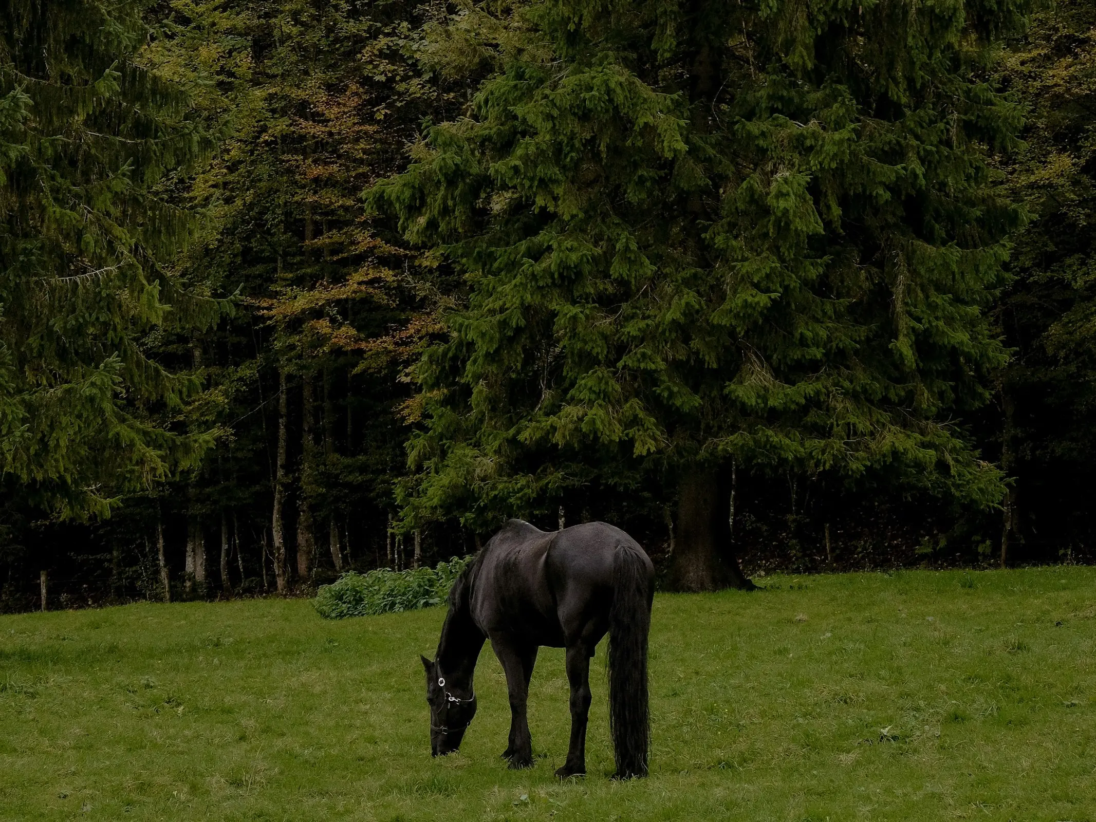 Austrian Warmblood