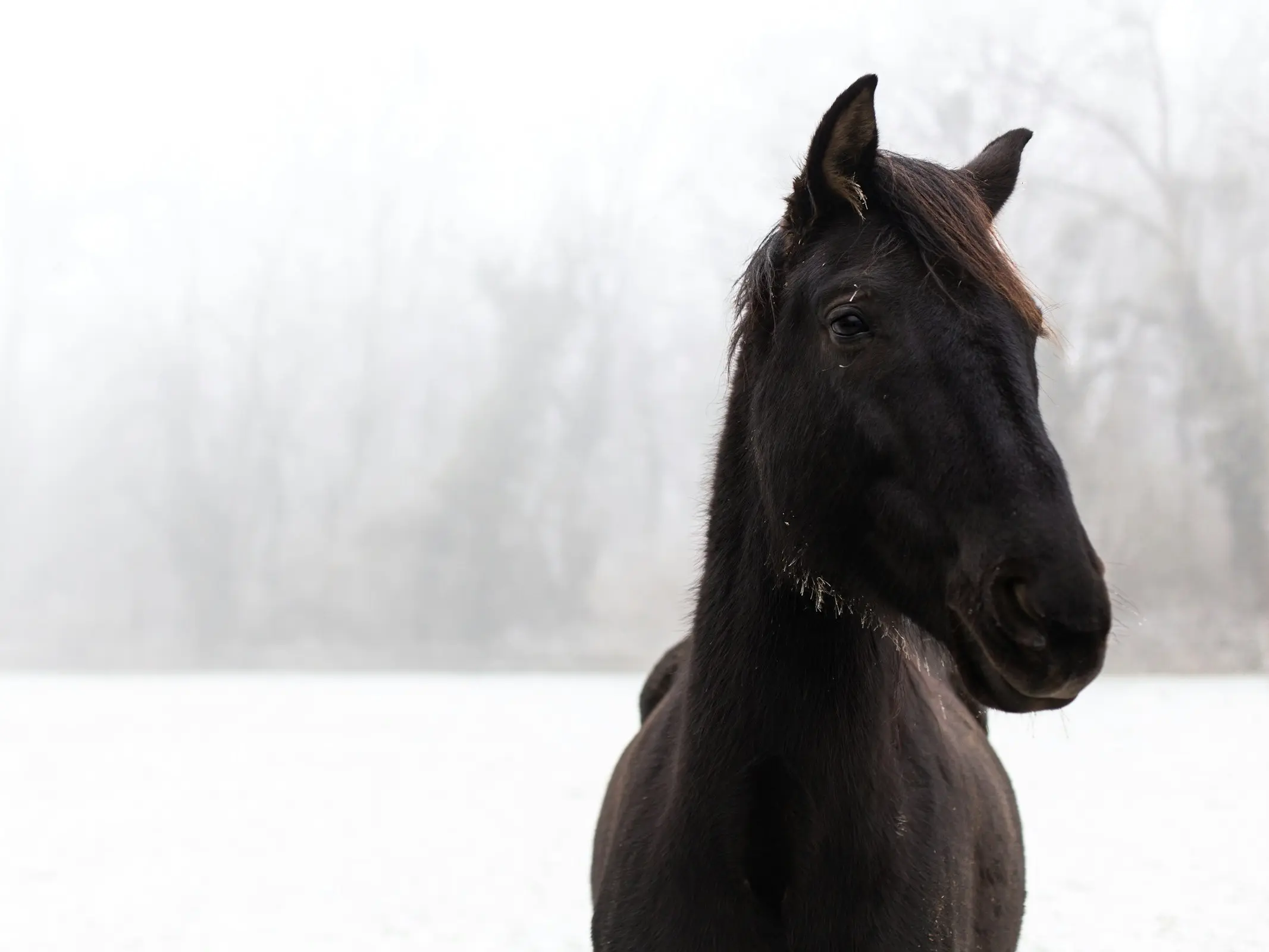 Cheval d’Auvergne