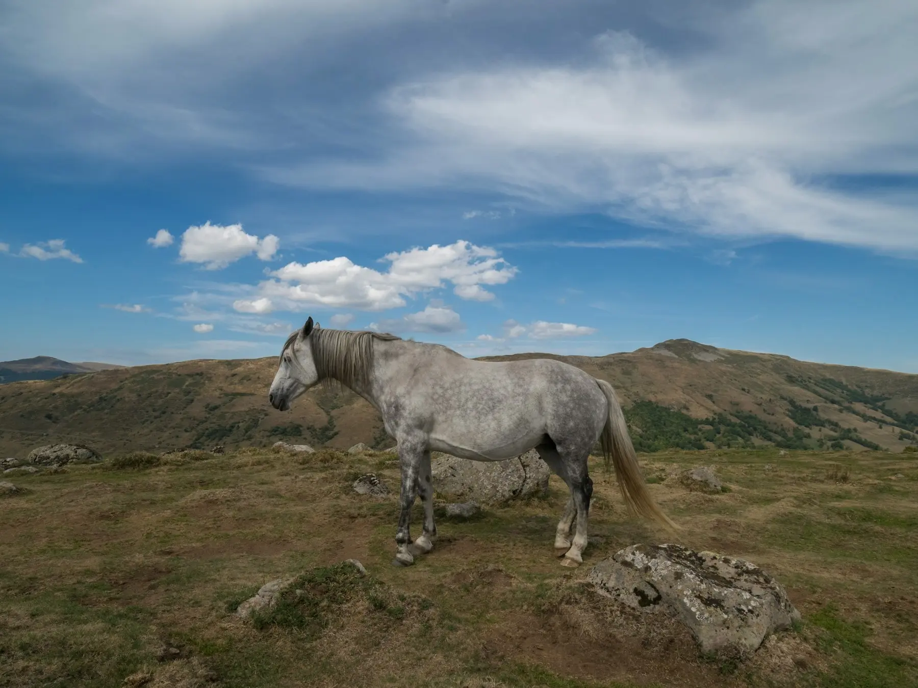 Cheval d’Auvergne