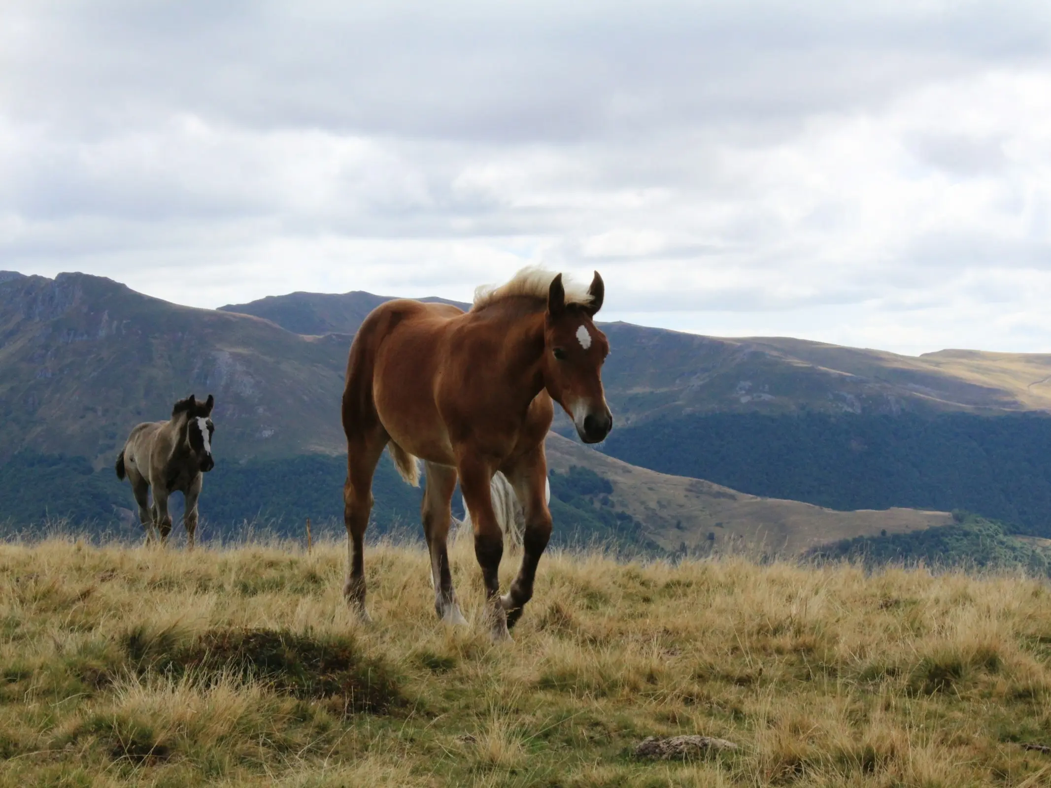 Cheval d’Auvergne