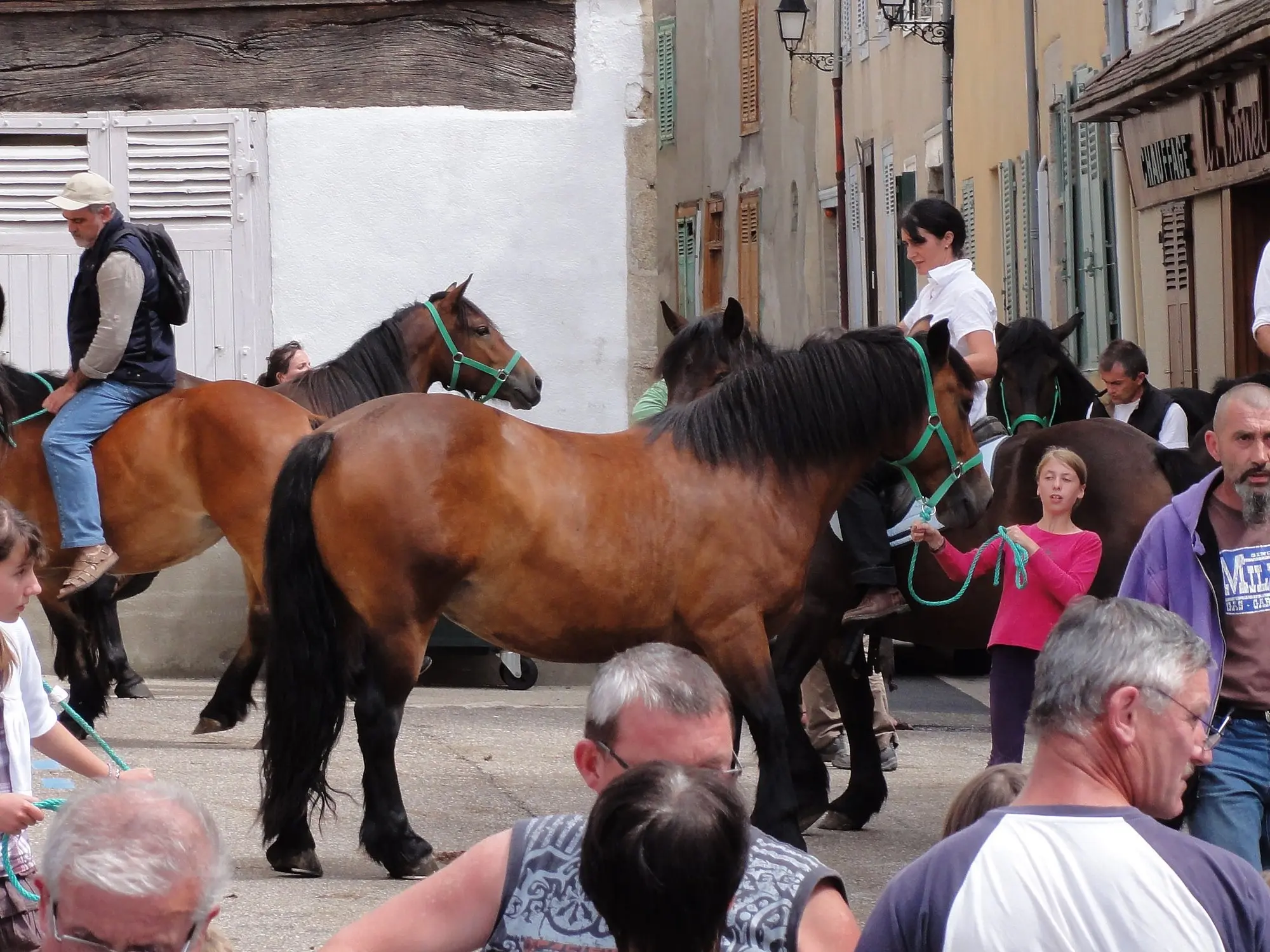 Cheval d’Auvergne