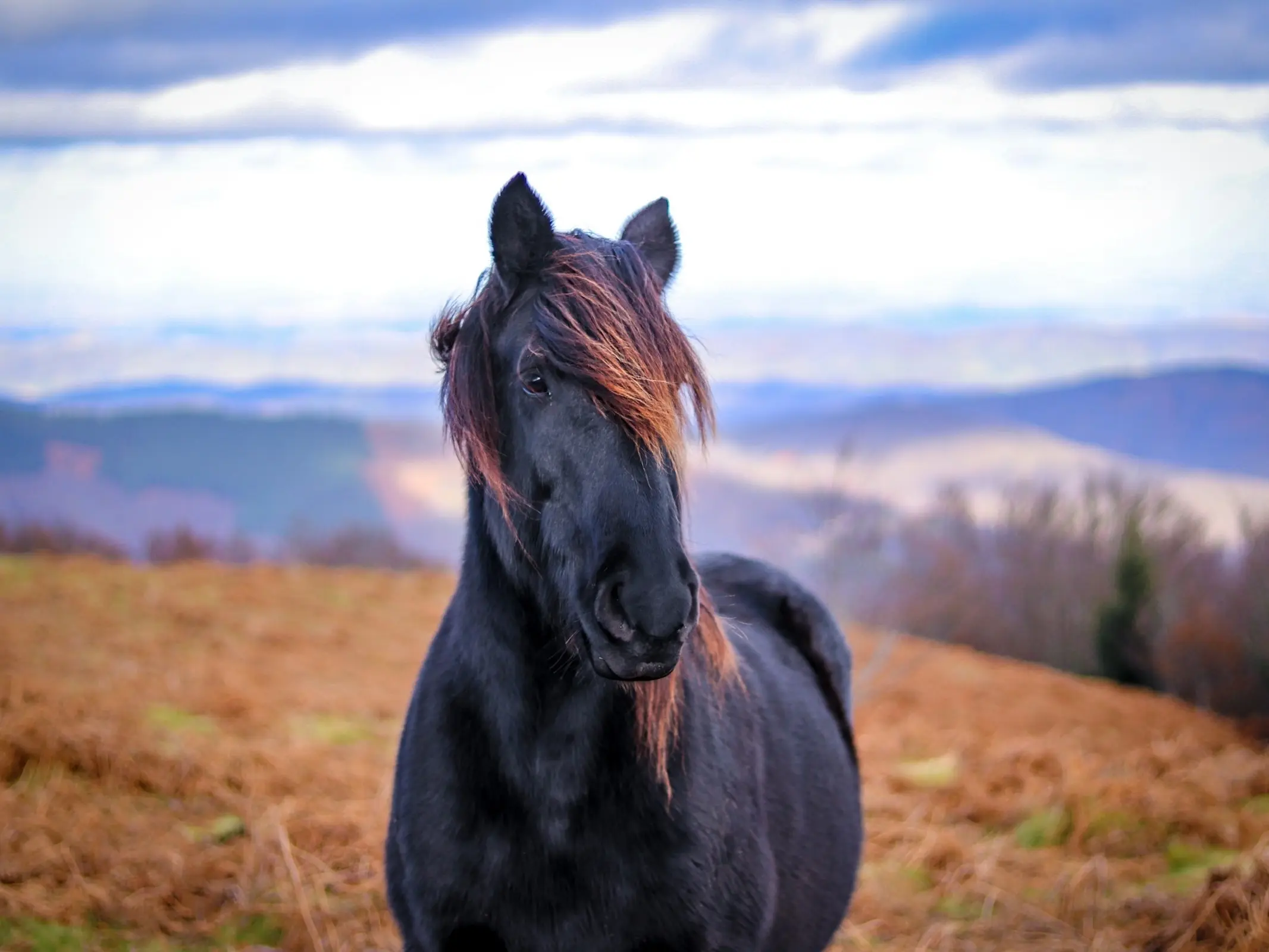 Cheval d’Auvergne