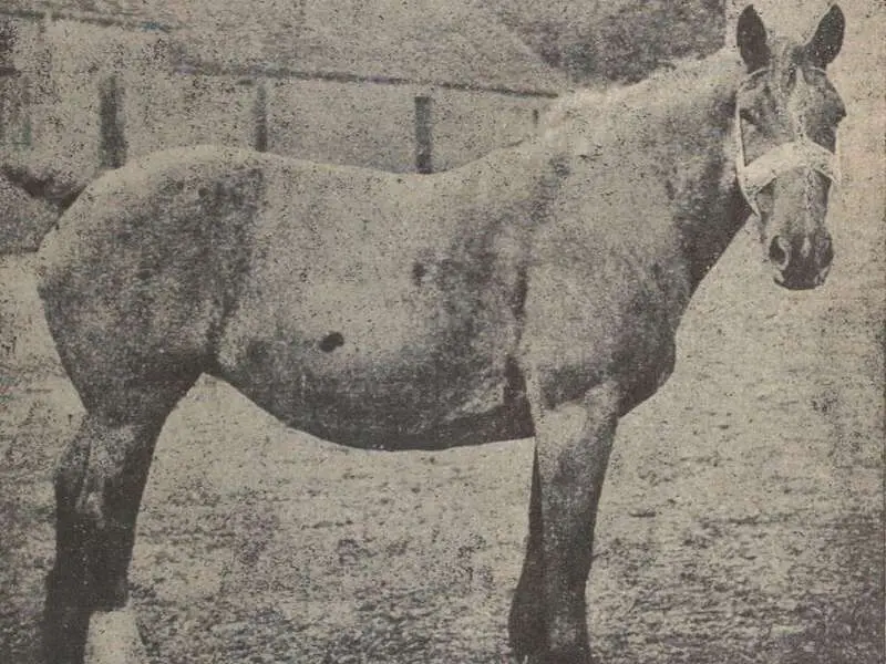 Rare Horse Breed of the Week