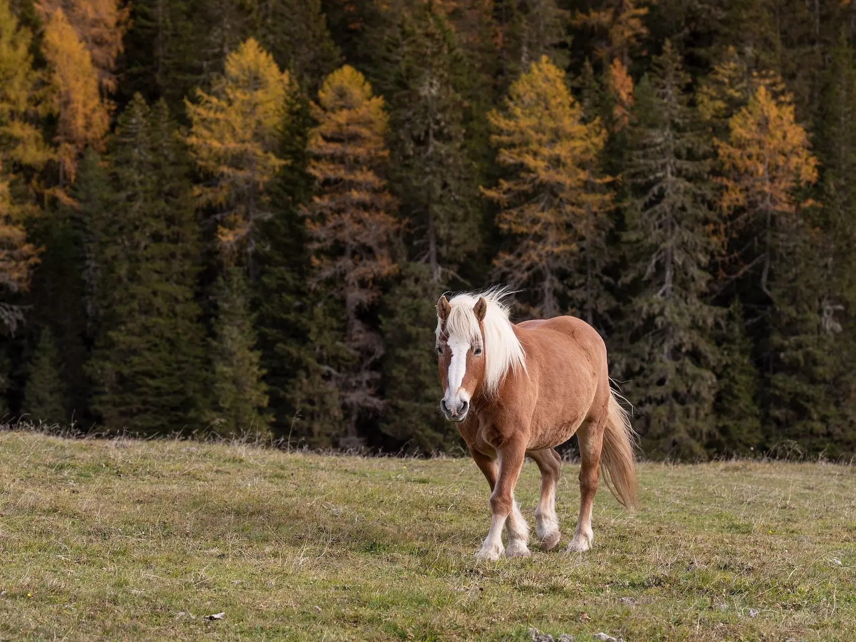 Avelignese Horse