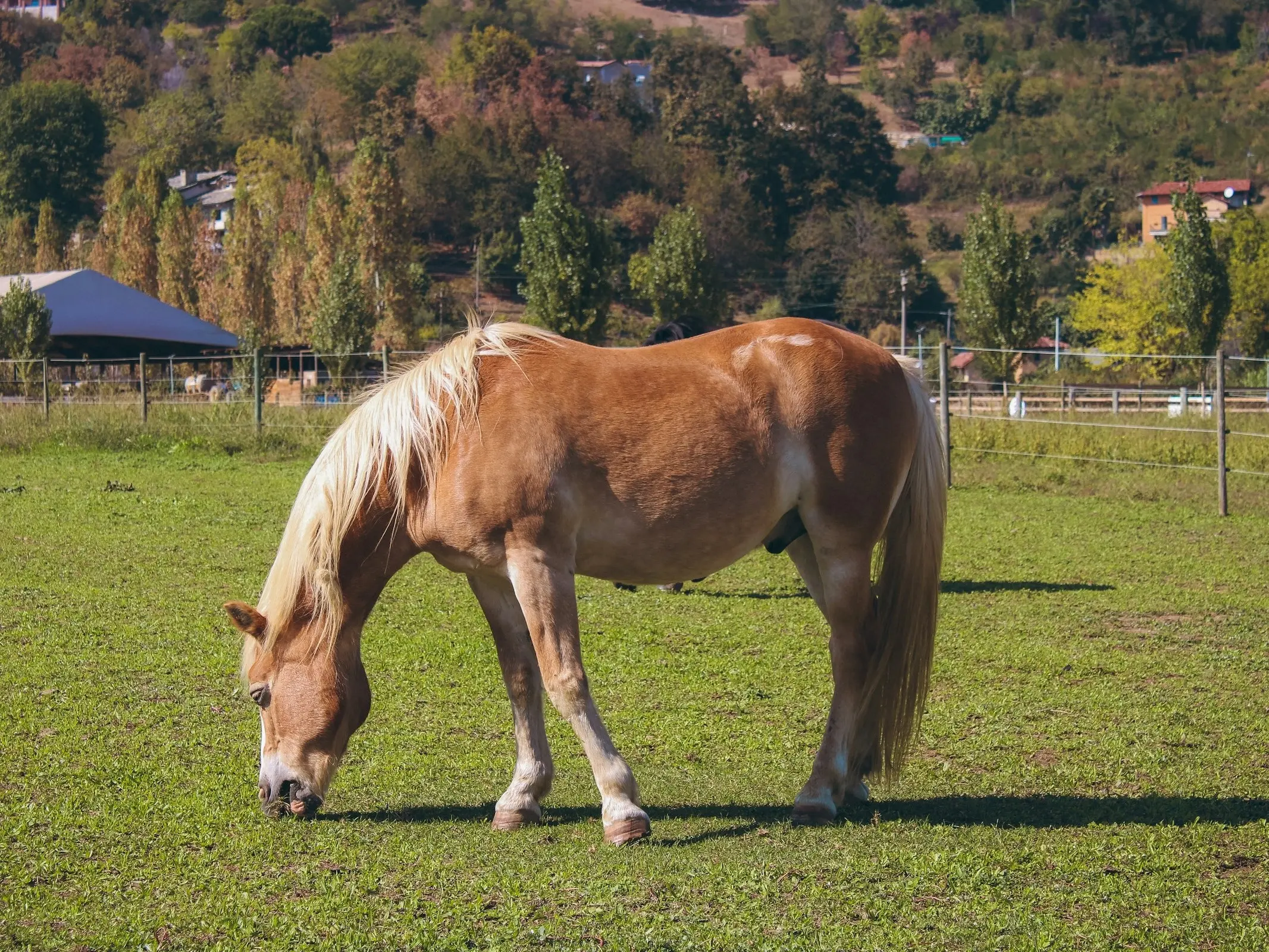 Avelignese Horse