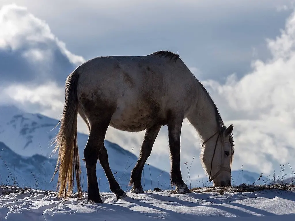 Azerbaijan Horse