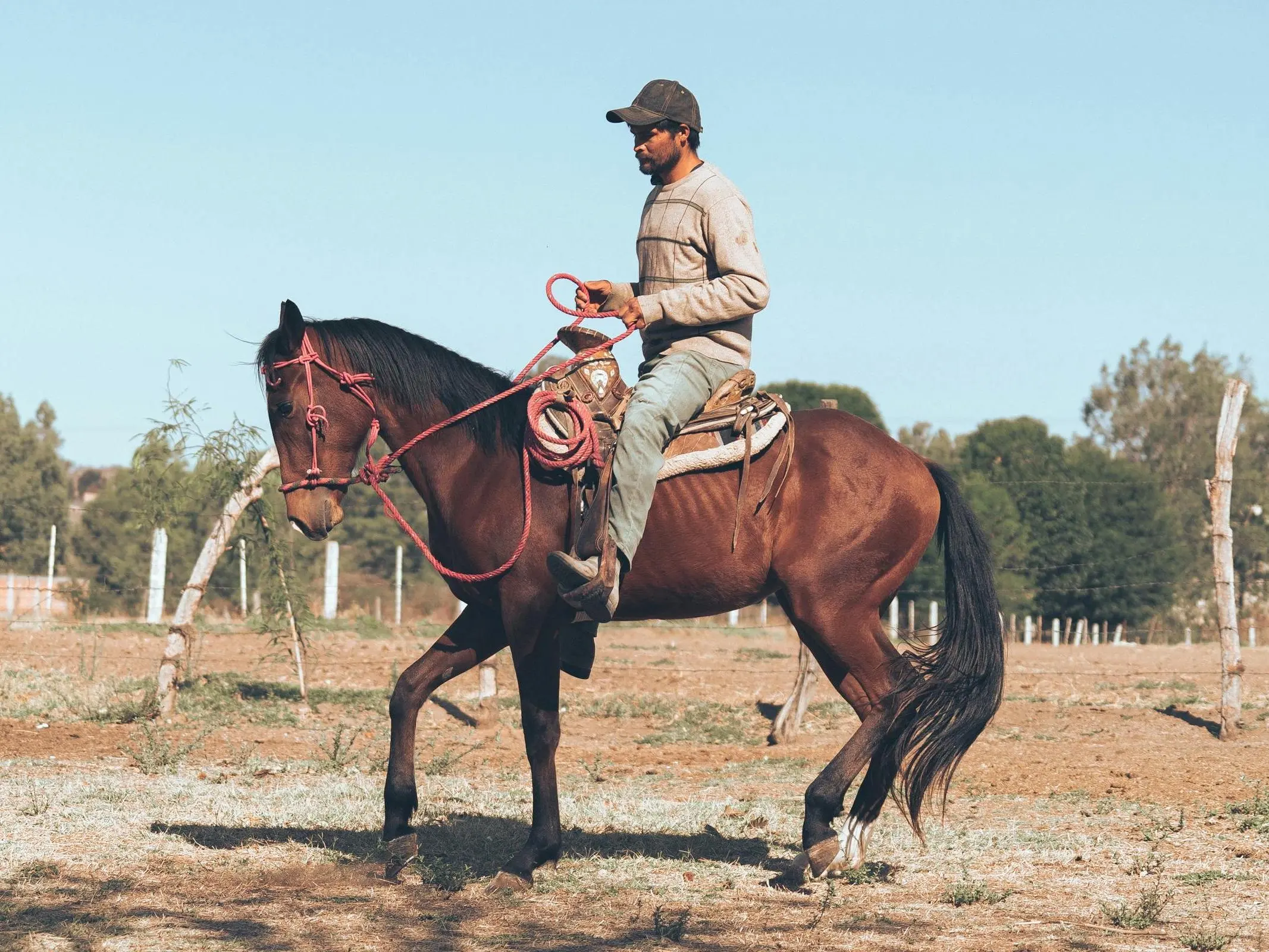 Azteca Horse