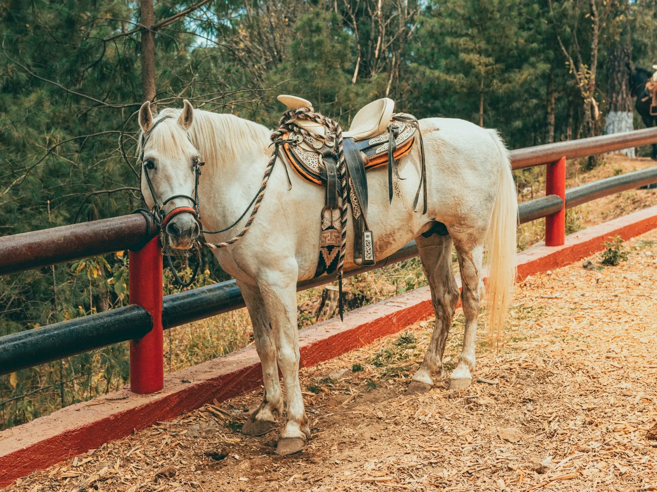 Azteca Horse