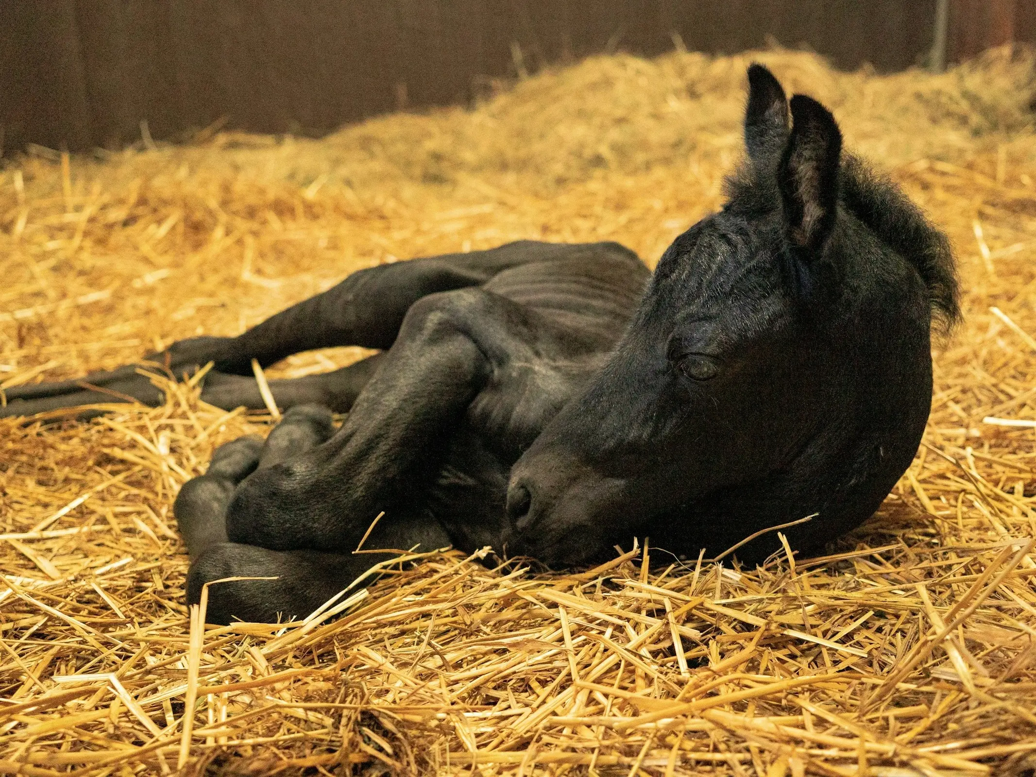 Straw Bedding