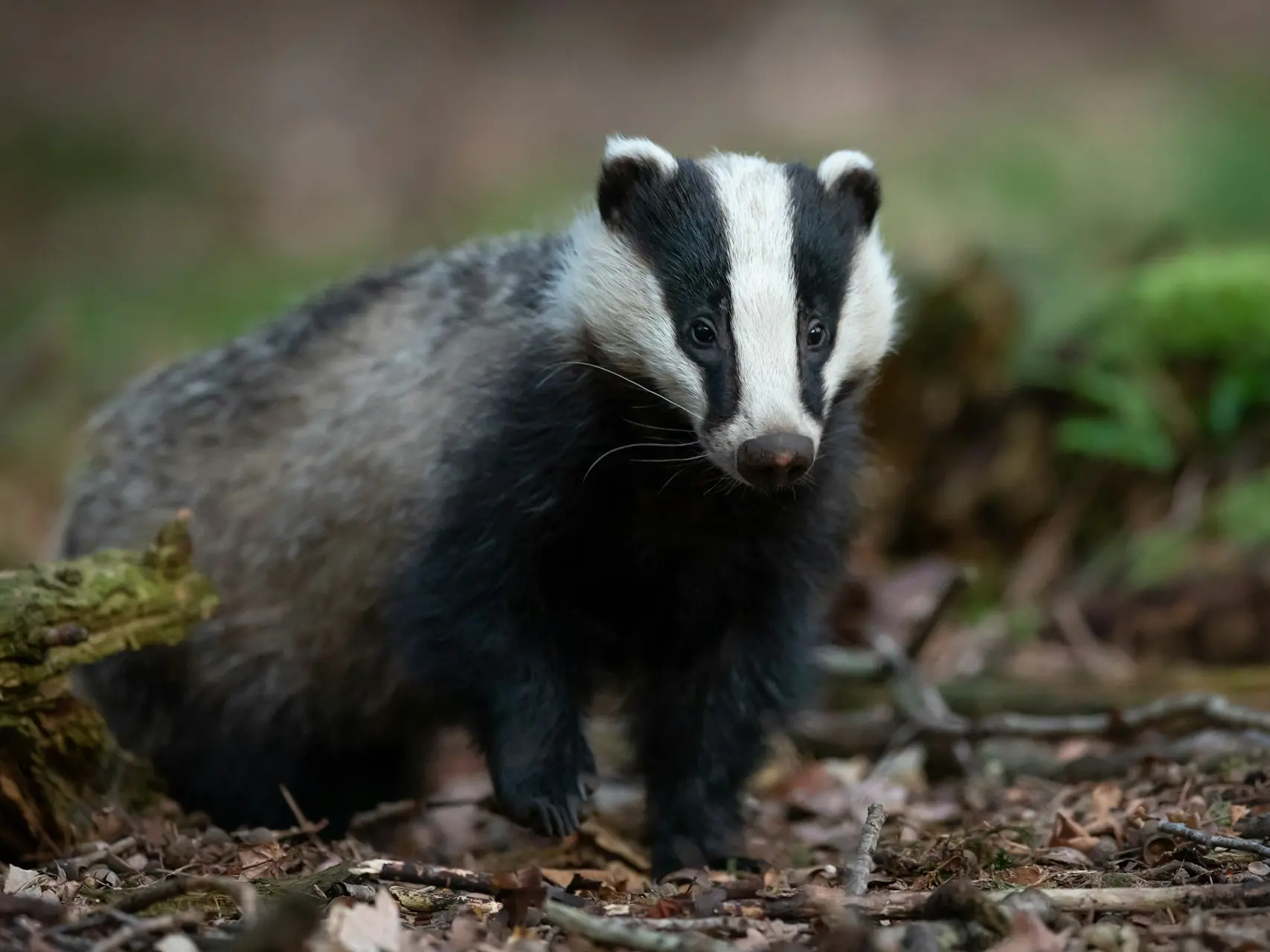 Actual badger face