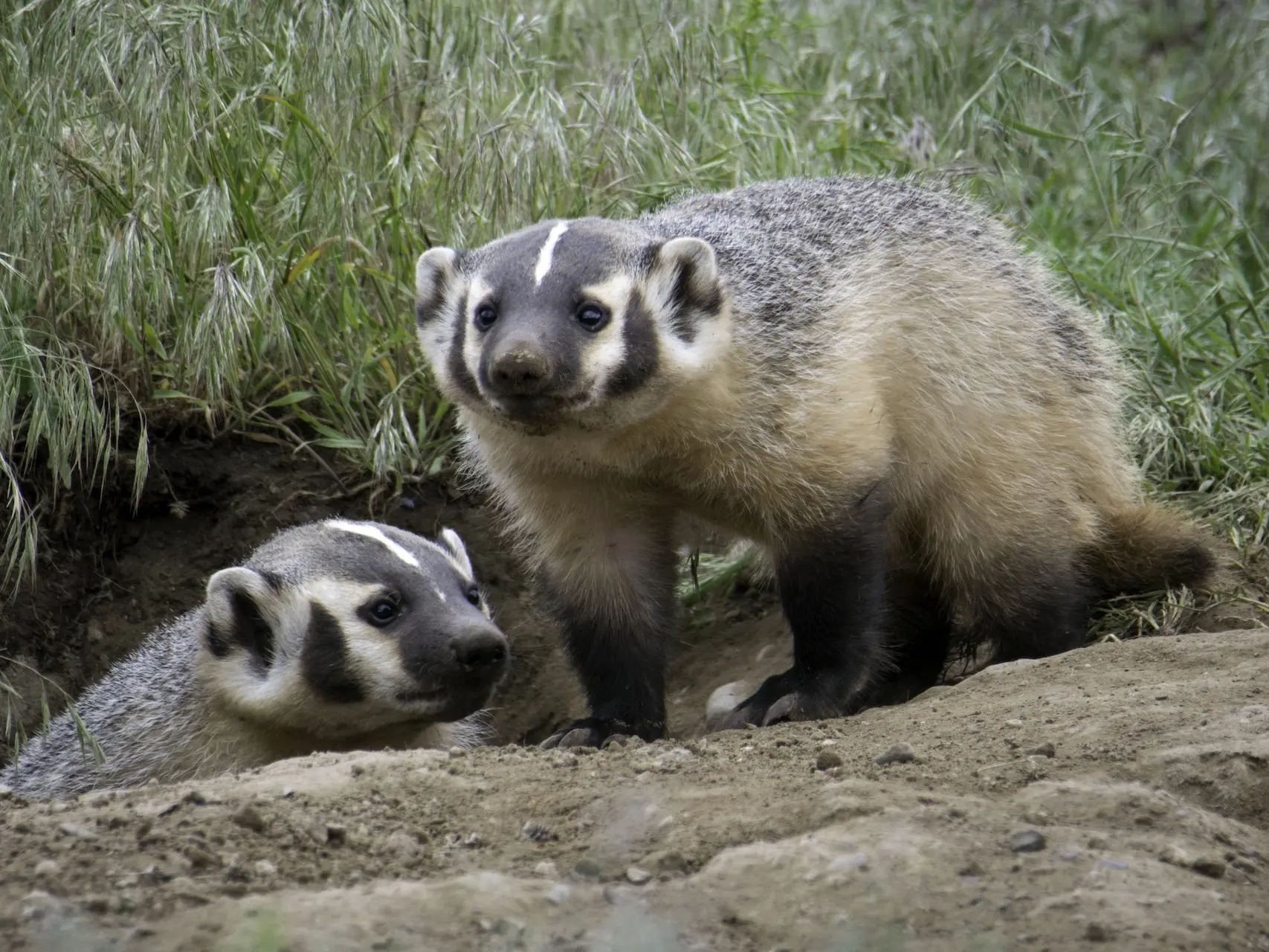 Actual badger face