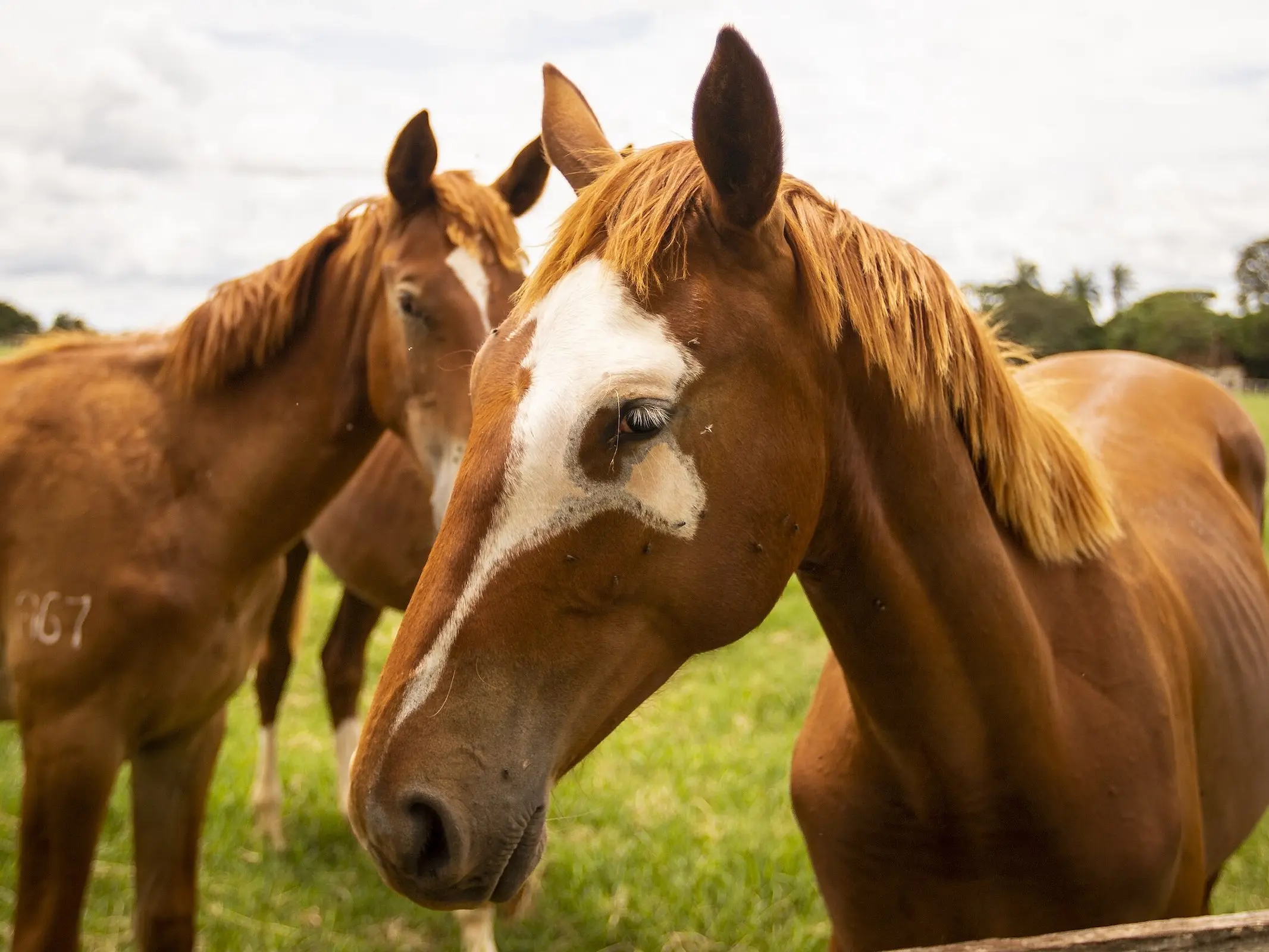 Horse with badger face