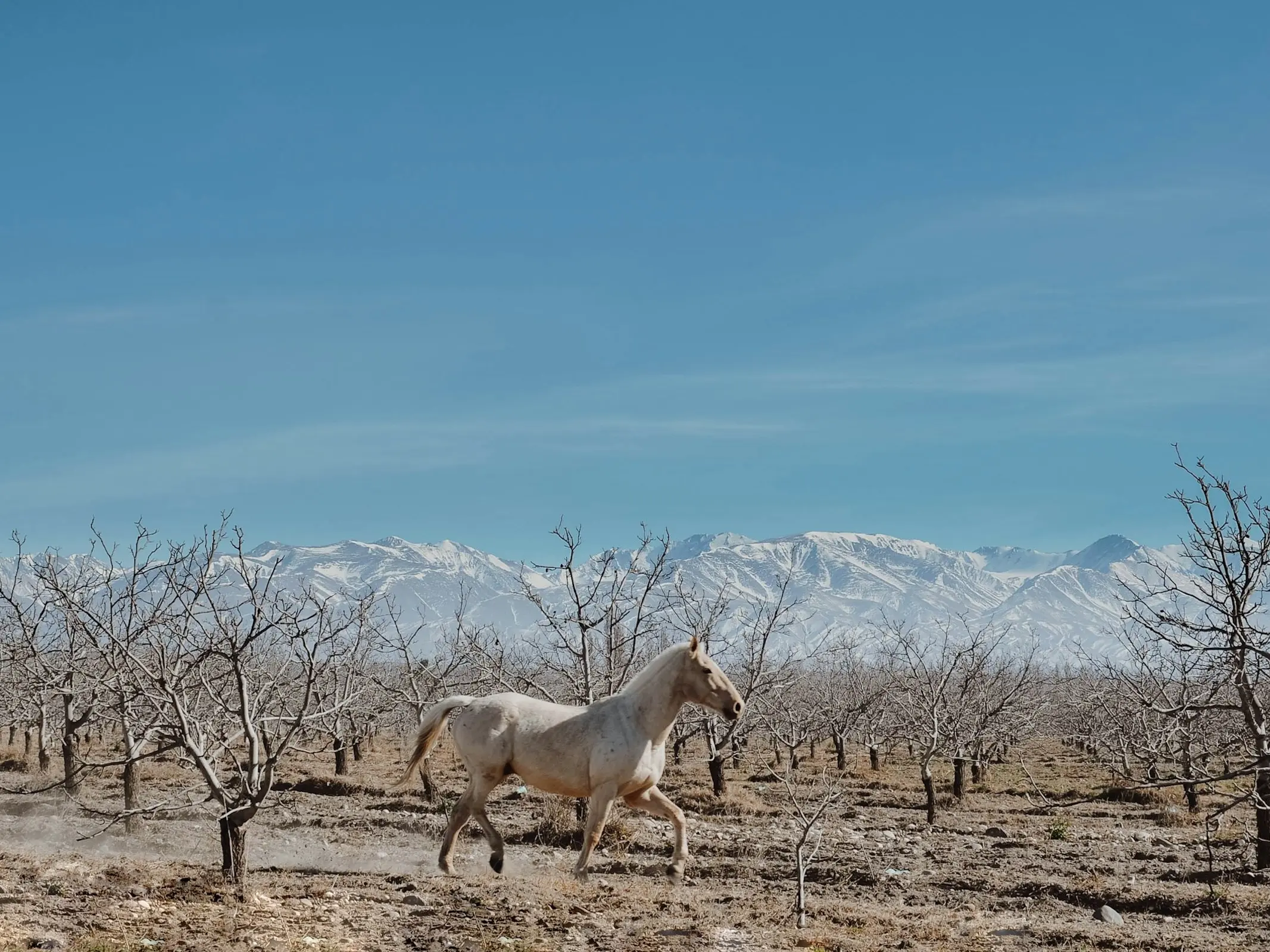 Baguales Horse