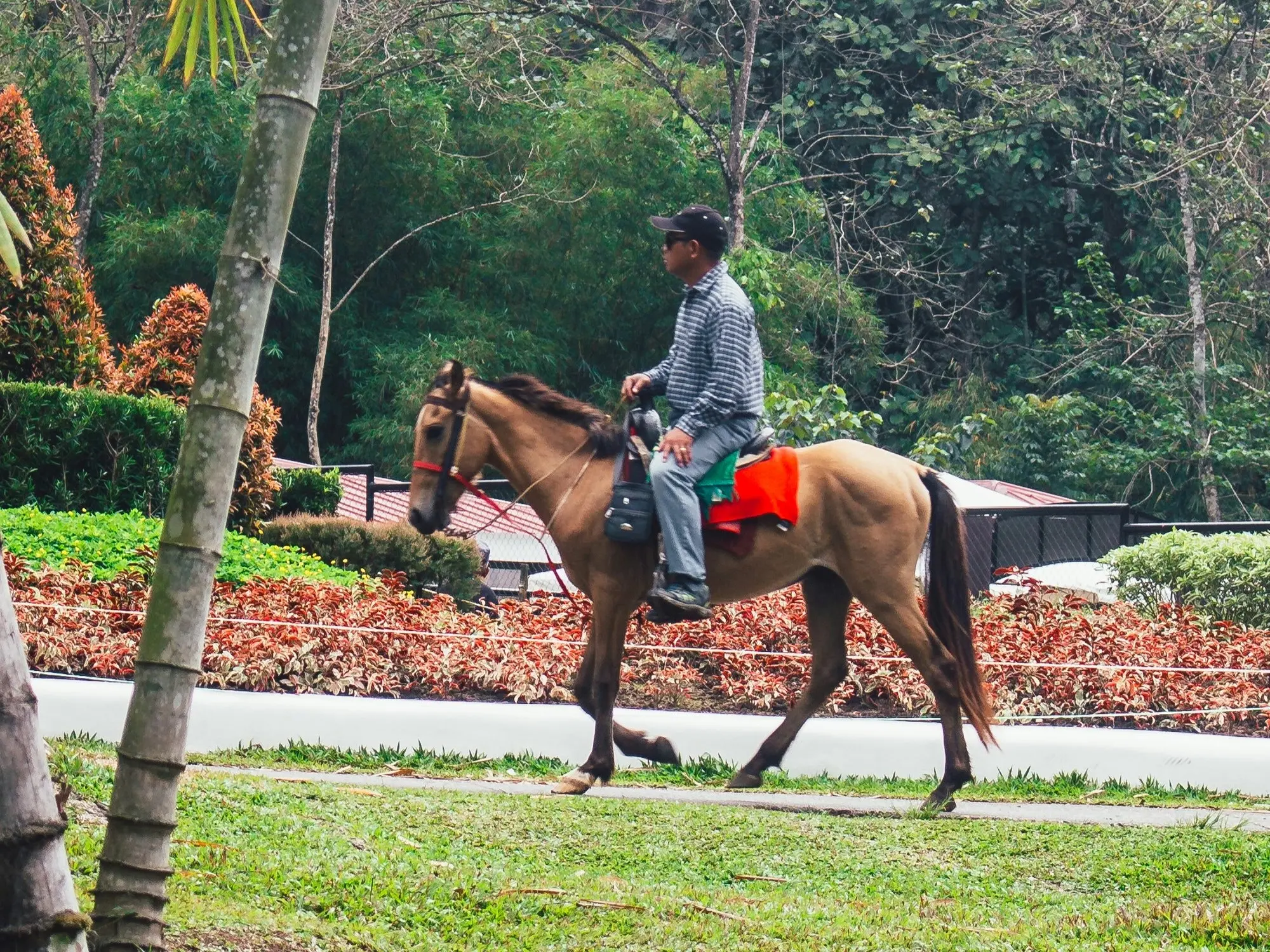 Baguio Light Horse