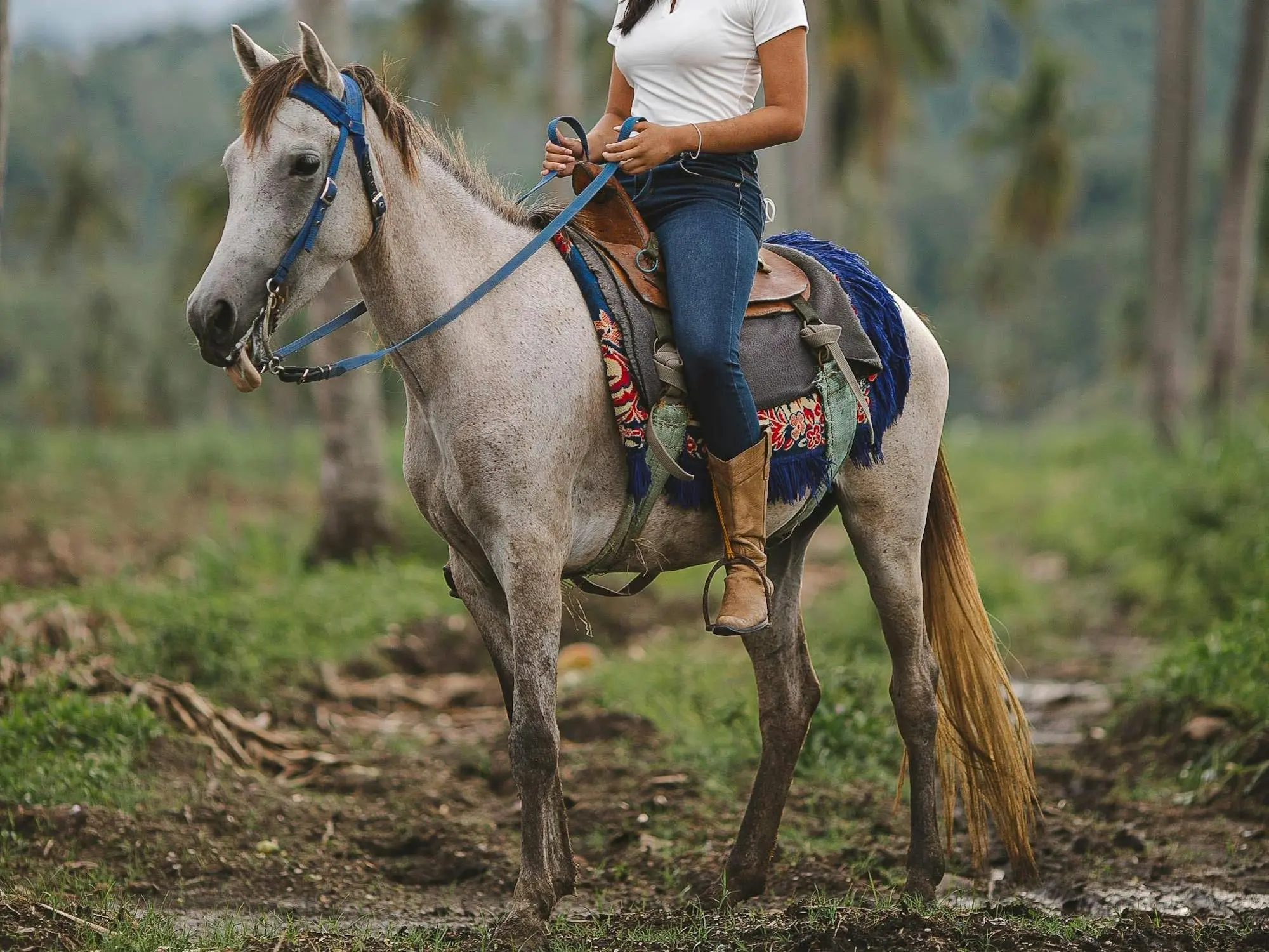 Baguio Light Horse