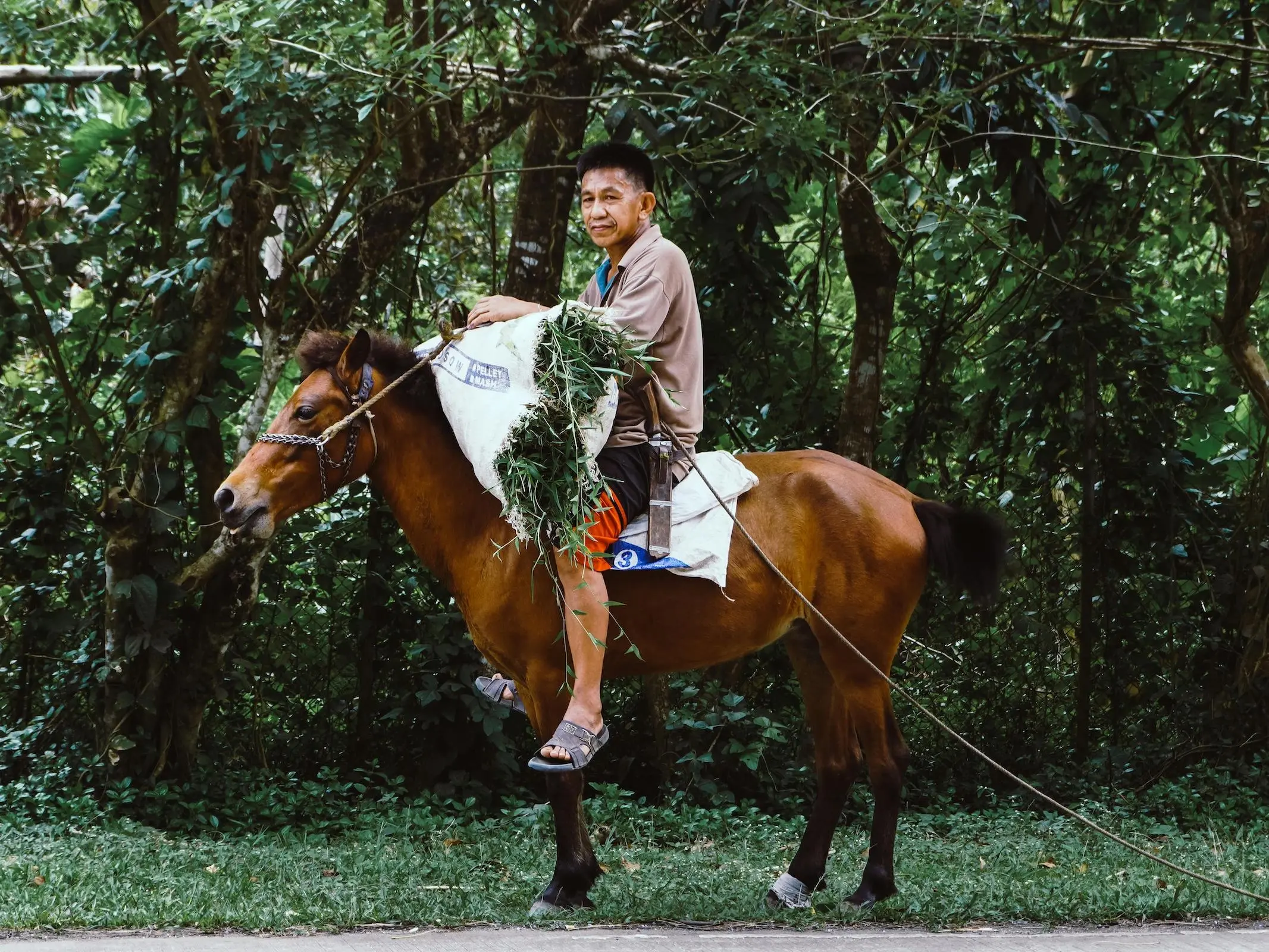 Baguio Pony