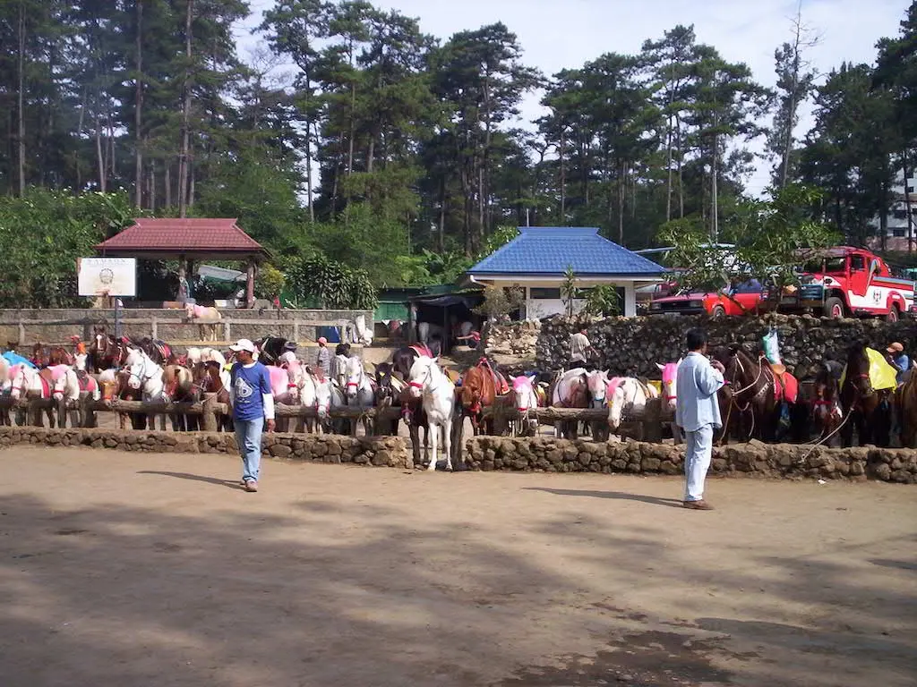 Baguio Pony