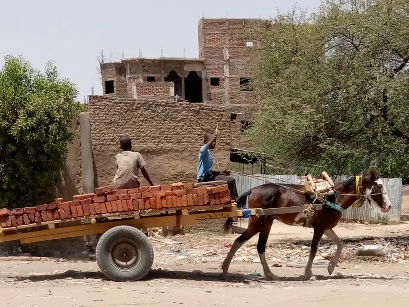 Bahr-El-Ghazal Horse