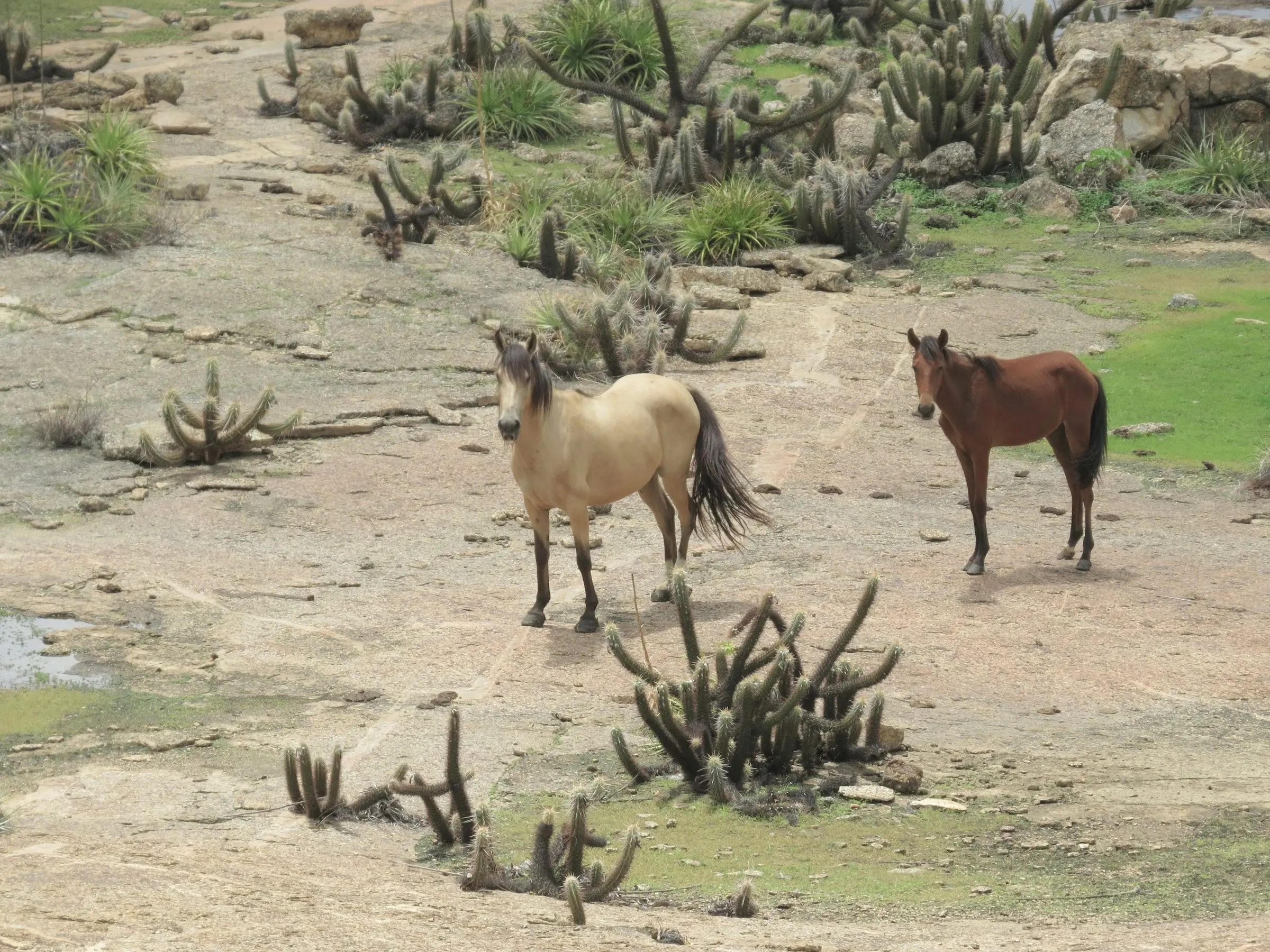 Baixadeiro Horse