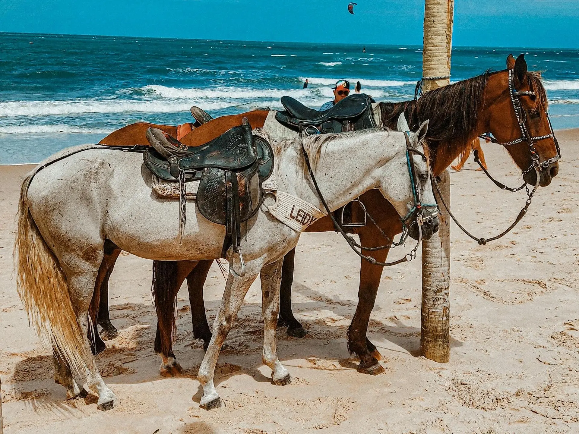 Baixadeiro Horse