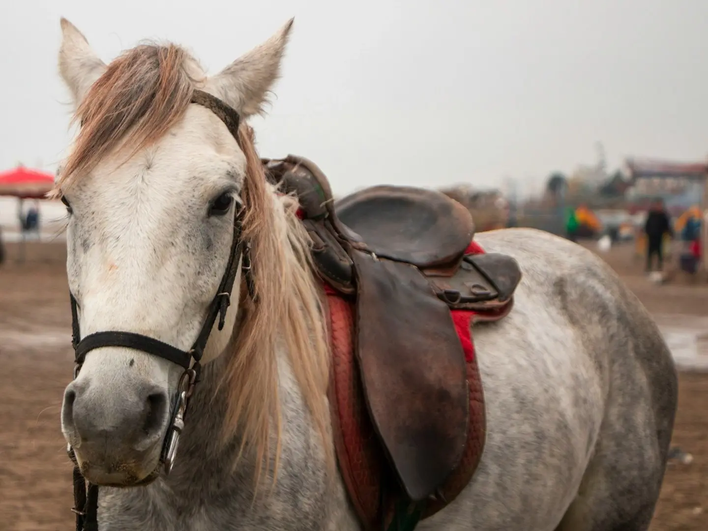 Bakhtiari Horse