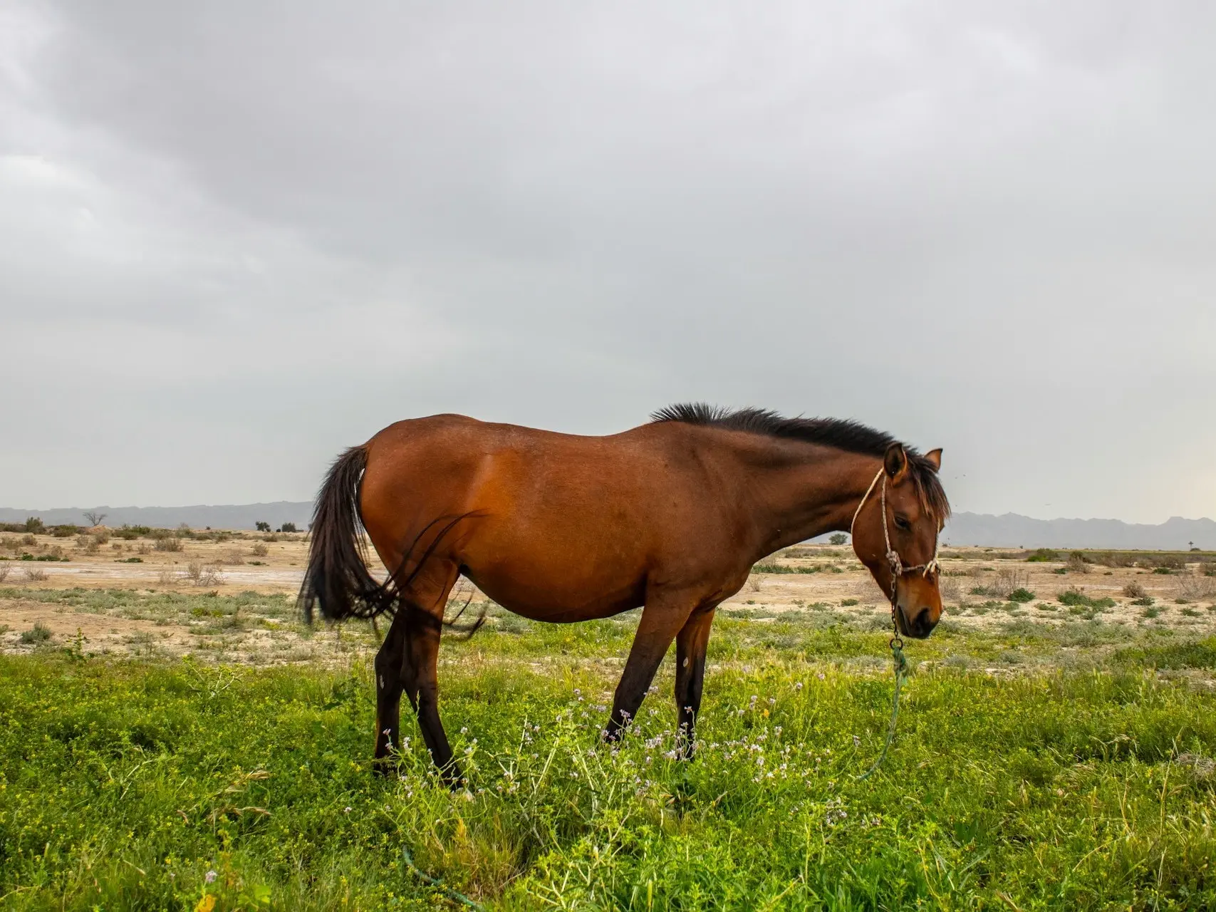 Bakhtiari Horse